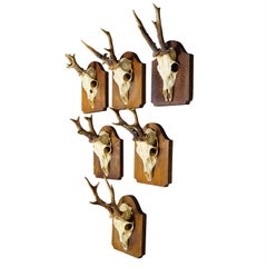 Six Antique Black Forest Deer Trophies on Wooden Plaques ca. 1900