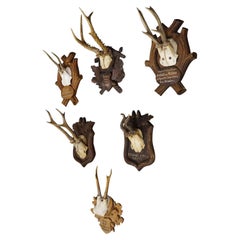 Six Antique Deer Trophies on Wooden Plaques, Germany, 1900s
