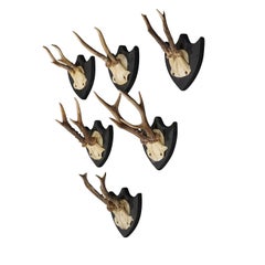 Six Antique Deer Trophies on Wooden Plaques Germany ca. 1870s