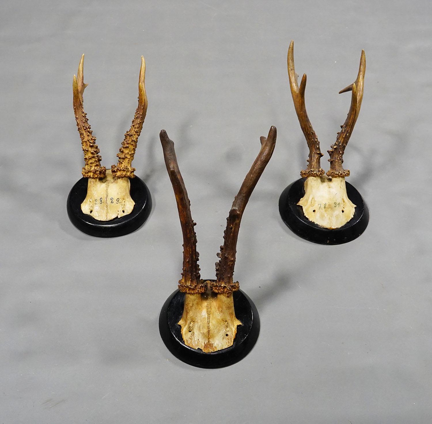 Rustic Six Antique Deer Trophies on Wooden Plaques, Germany, ca. 1900 For Sale