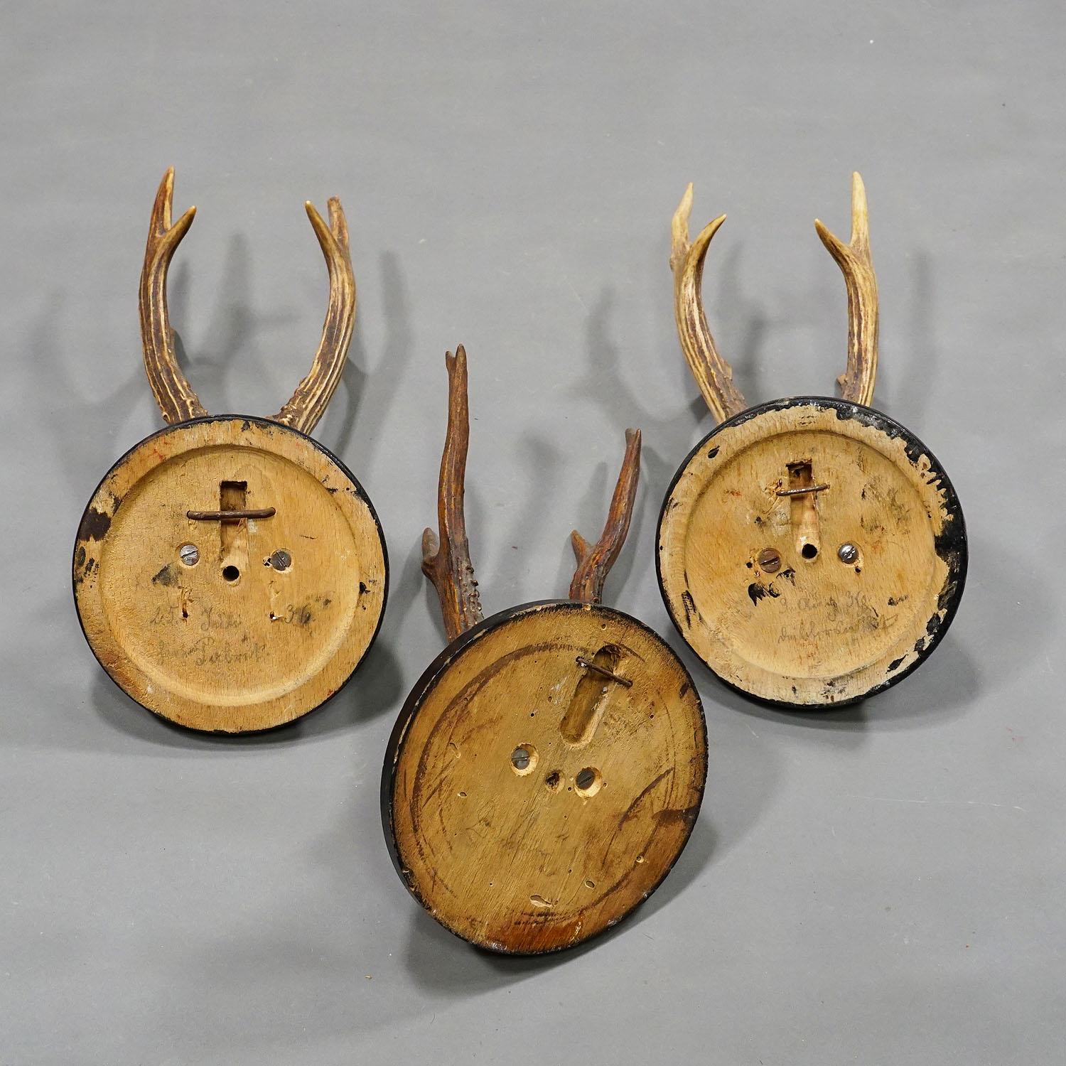 20th Century Six Antique Deer Trophies on Wooden Plaques, Germany, ca. 1900 For Sale