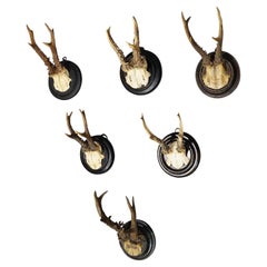 Six Antique Deer Trophies on Wooden Plaques, Germany, ca. 1900