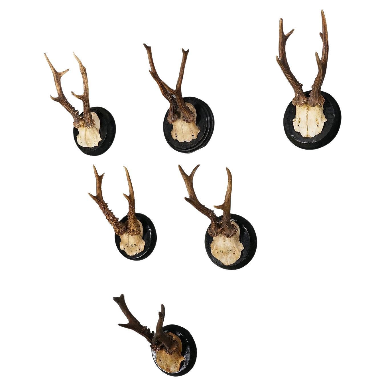 Six Antique Deer Trophies on Wooden Plaques, Germany, ca. 1900