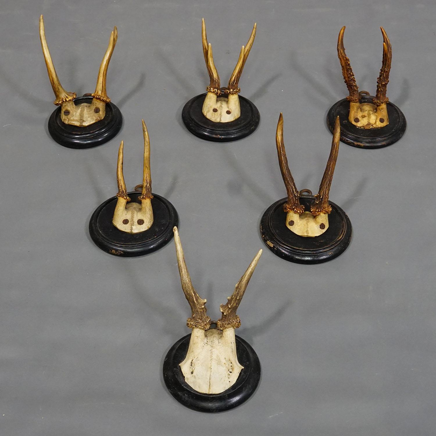 Allemand Six trophées de cerfs anciens sur plaques en bois, Allemagne, vers 1900 en vente