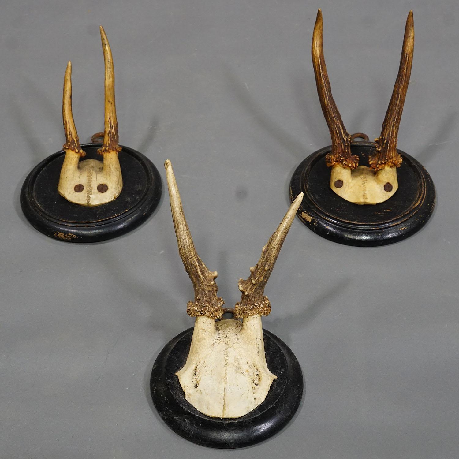 Six trophées de cerfs anciens sur plaques en bois, Allemagne, vers 1900 Bon état - En vente à Berghuelen, DE