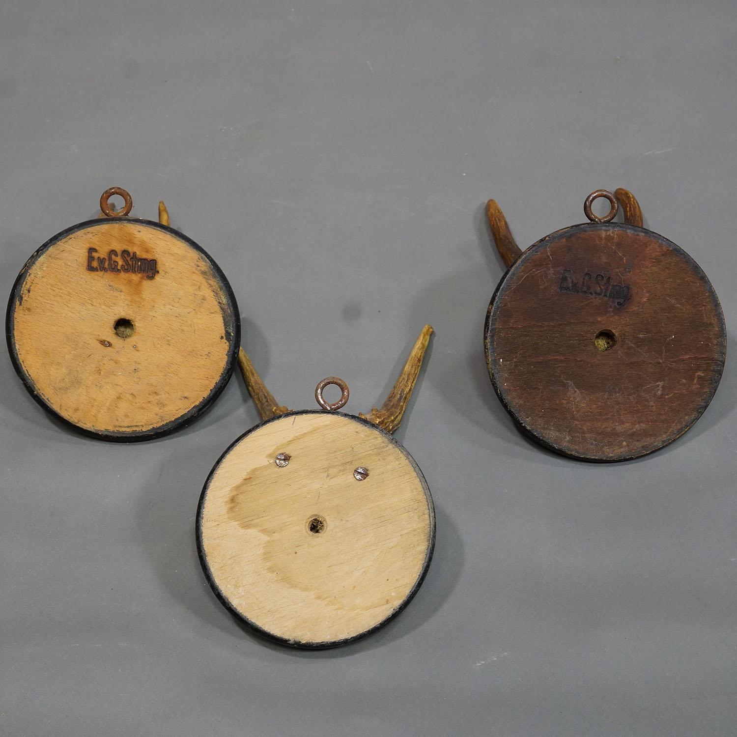 20ième siècle Six trophées de cerfs anciens sur plaques en bois, Allemagne, vers 1900 en vente
