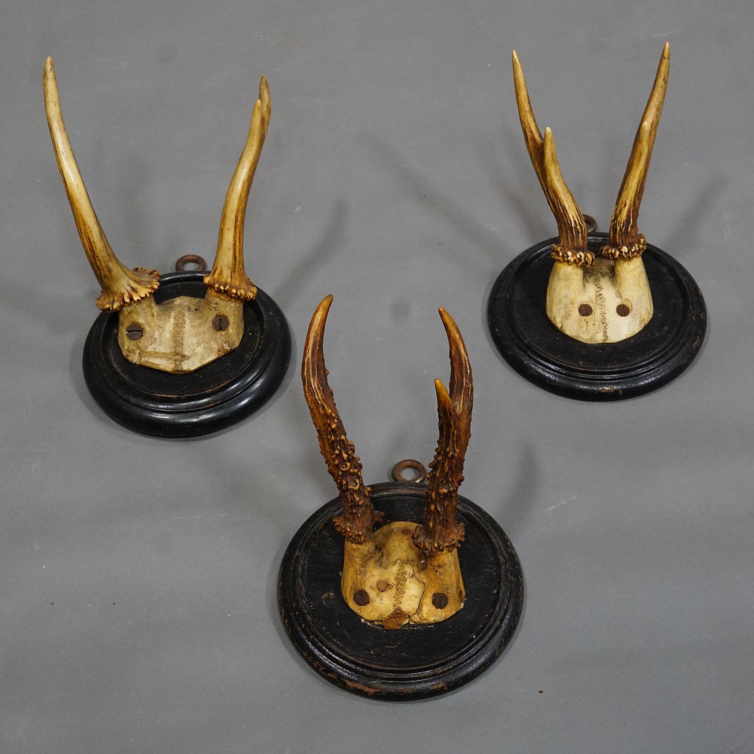 Six Antique Deer Trophies on Wooden Plaques, Germany, ca. 1900s For Sale 2