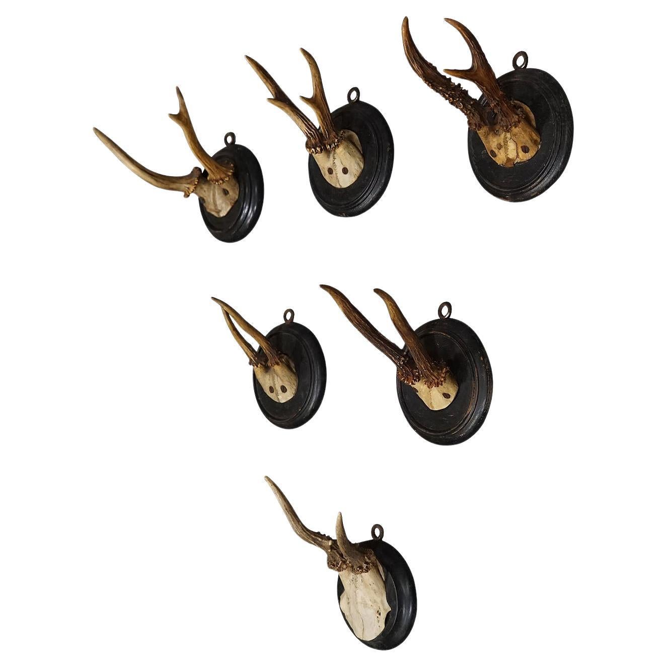 Six Antique Deer Trophies on Wooden Plaques, Germany, ca. 1900s For Sale