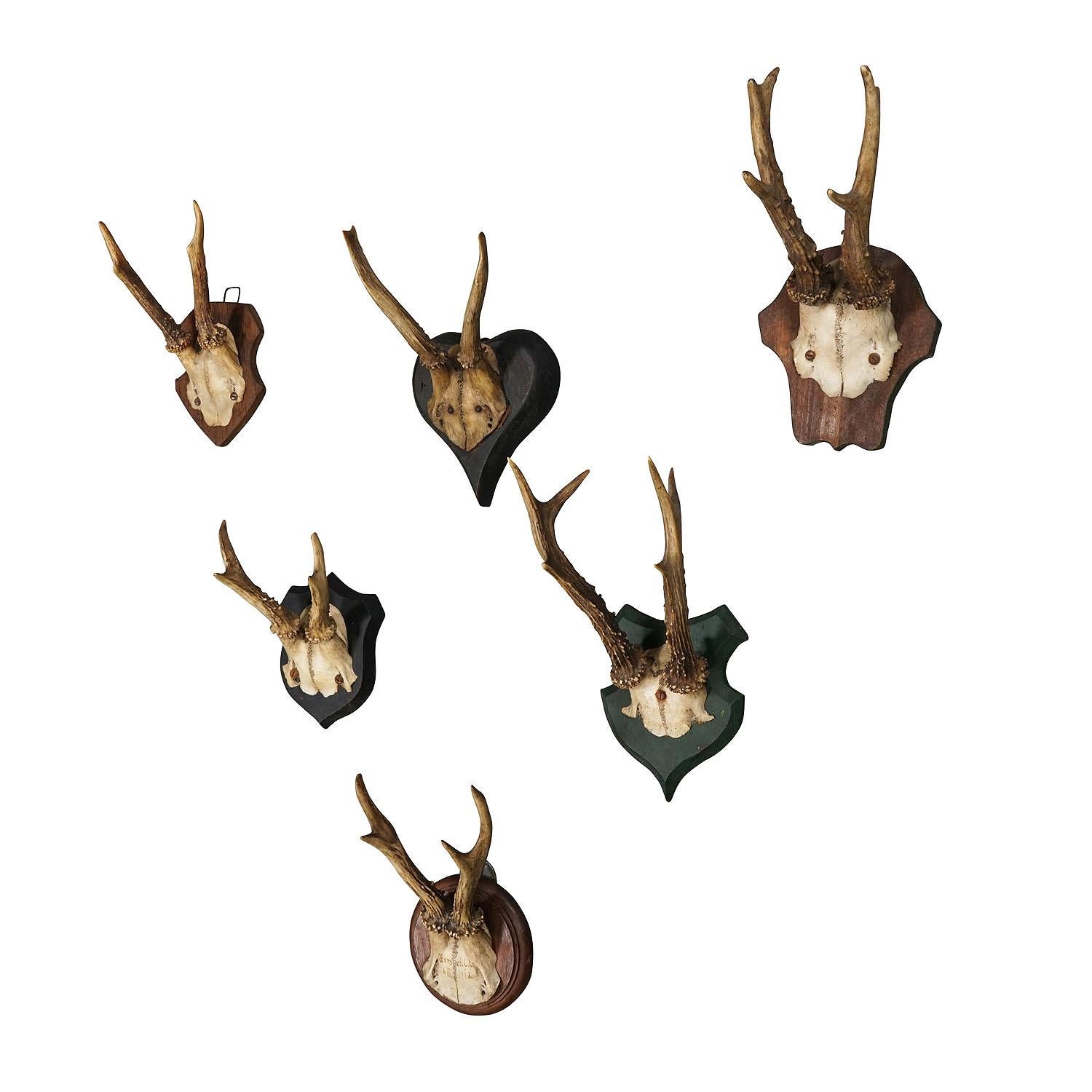 Six Antique deer trophies on wooden plaques Germany ca. 1910

A lovely set of six antique Black Forest deer (Capreolus capreolus) trophies on wooden plaques - each plaque carved in a different shape. One trophy with handwritten inscription on the