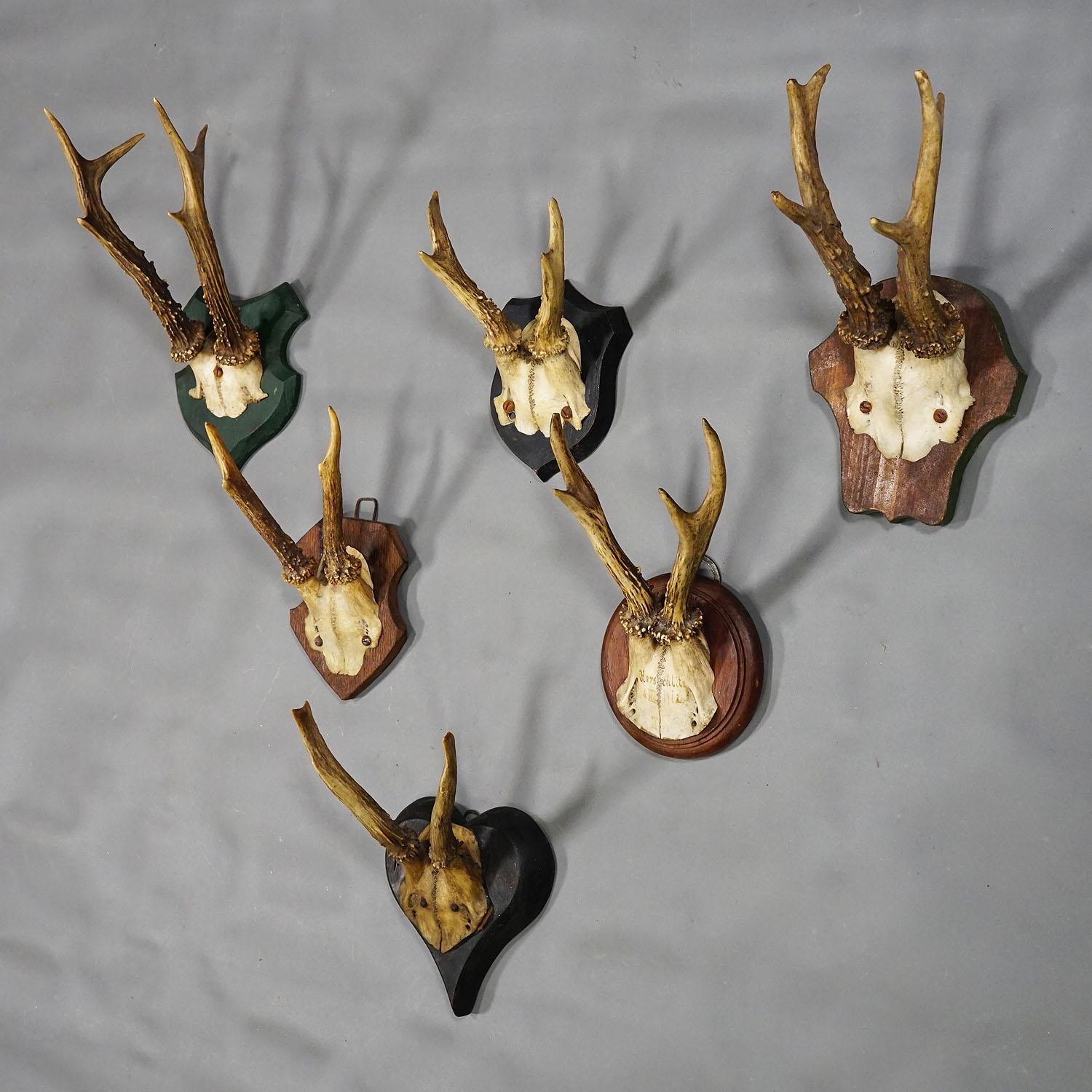 Rustique Six trophées de cerfs anciens sur plaques en bois, Allemagne, vers 1910 en vente
