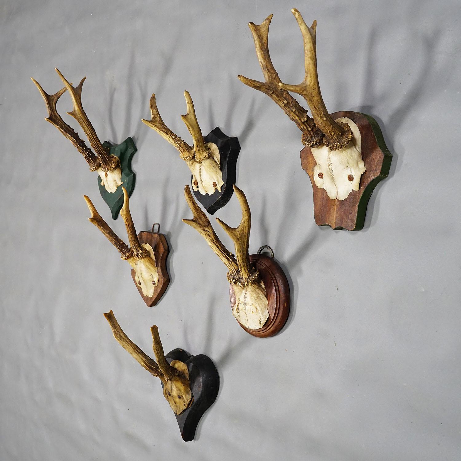 Rustic Six Antique Deer Trophies on Wooden Plaques Germany ca. 1910 For Sale