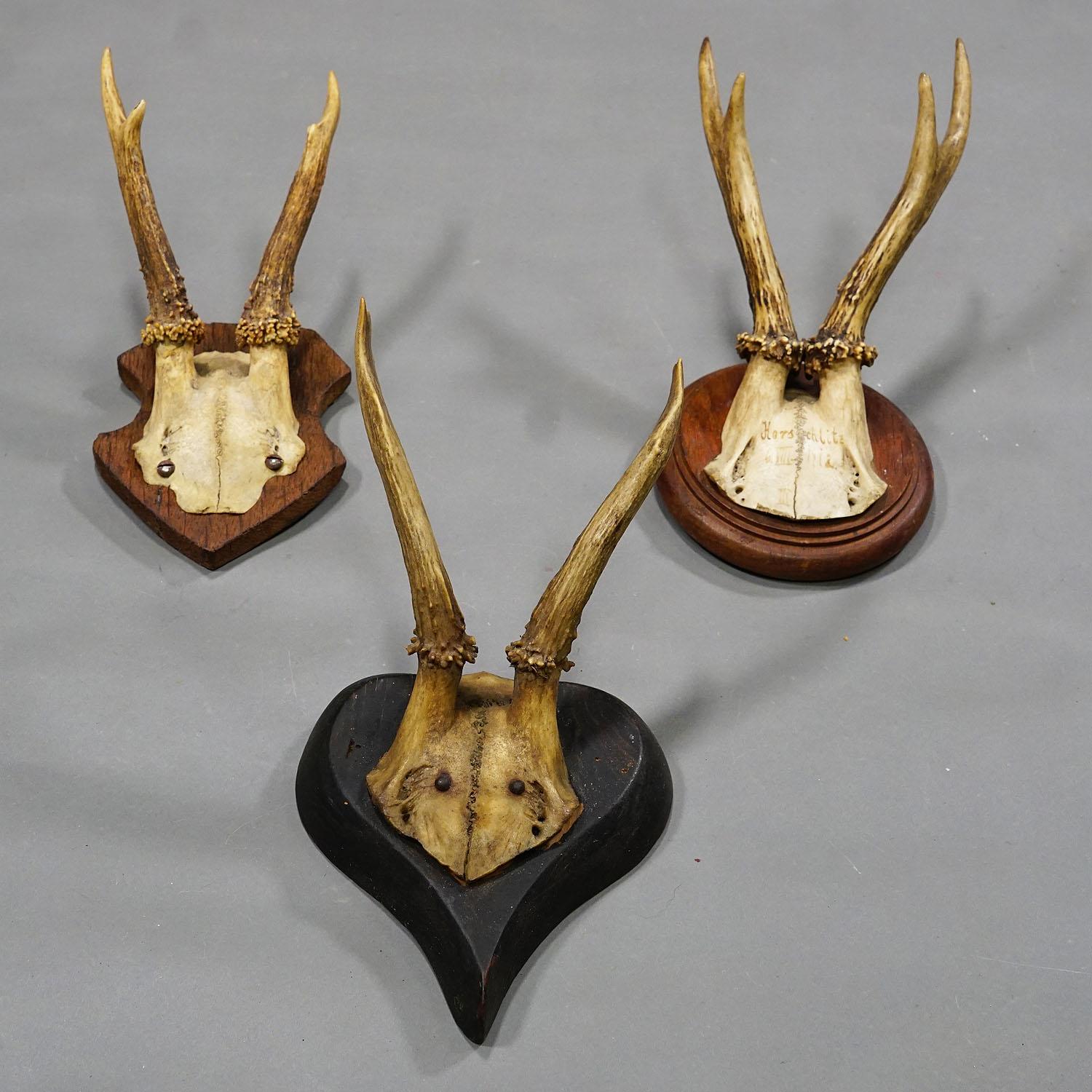 Six trophées de cerfs anciens sur plaques en bois, Allemagne, vers 1910 Bon état - En vente à Berghuelen, DE