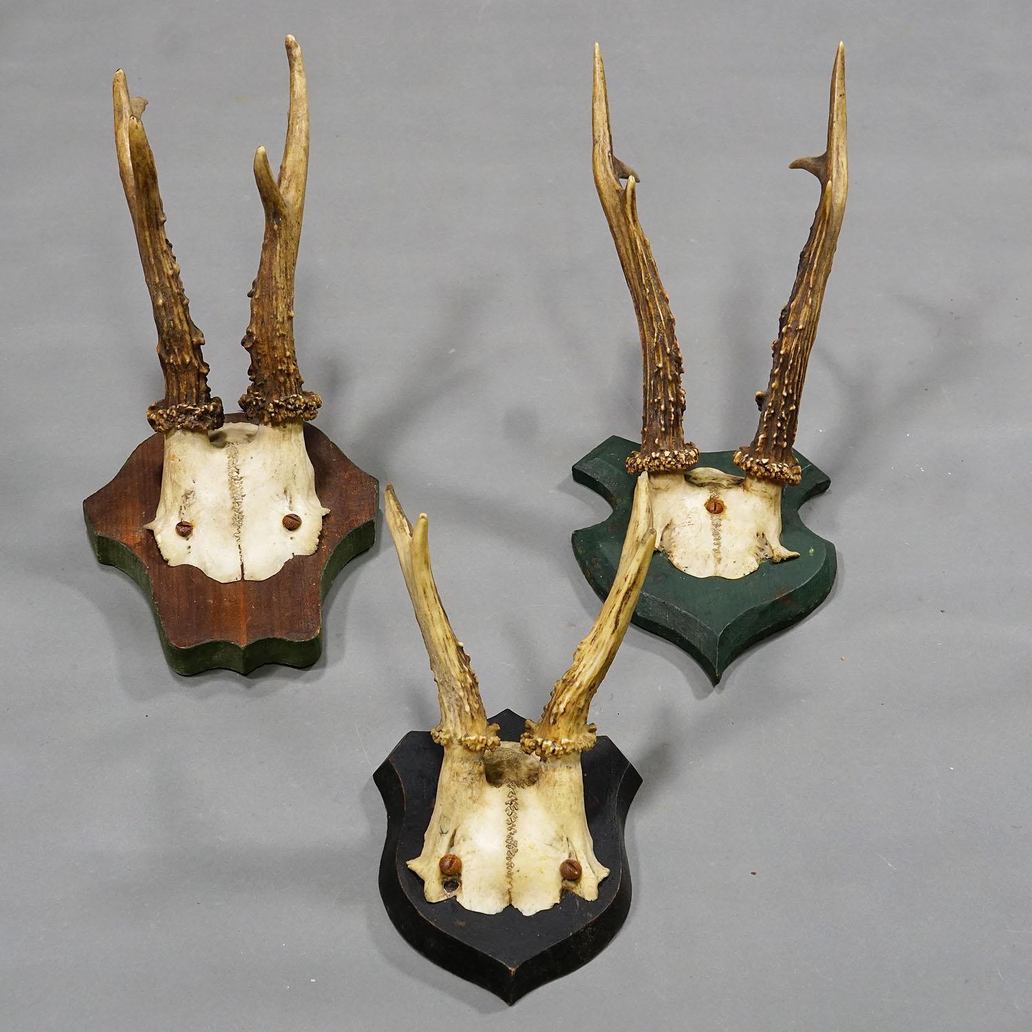 Bois cerf Six trophées de cerfs anciens sur plaques en bois, Allemagne, vers 1910 en vente