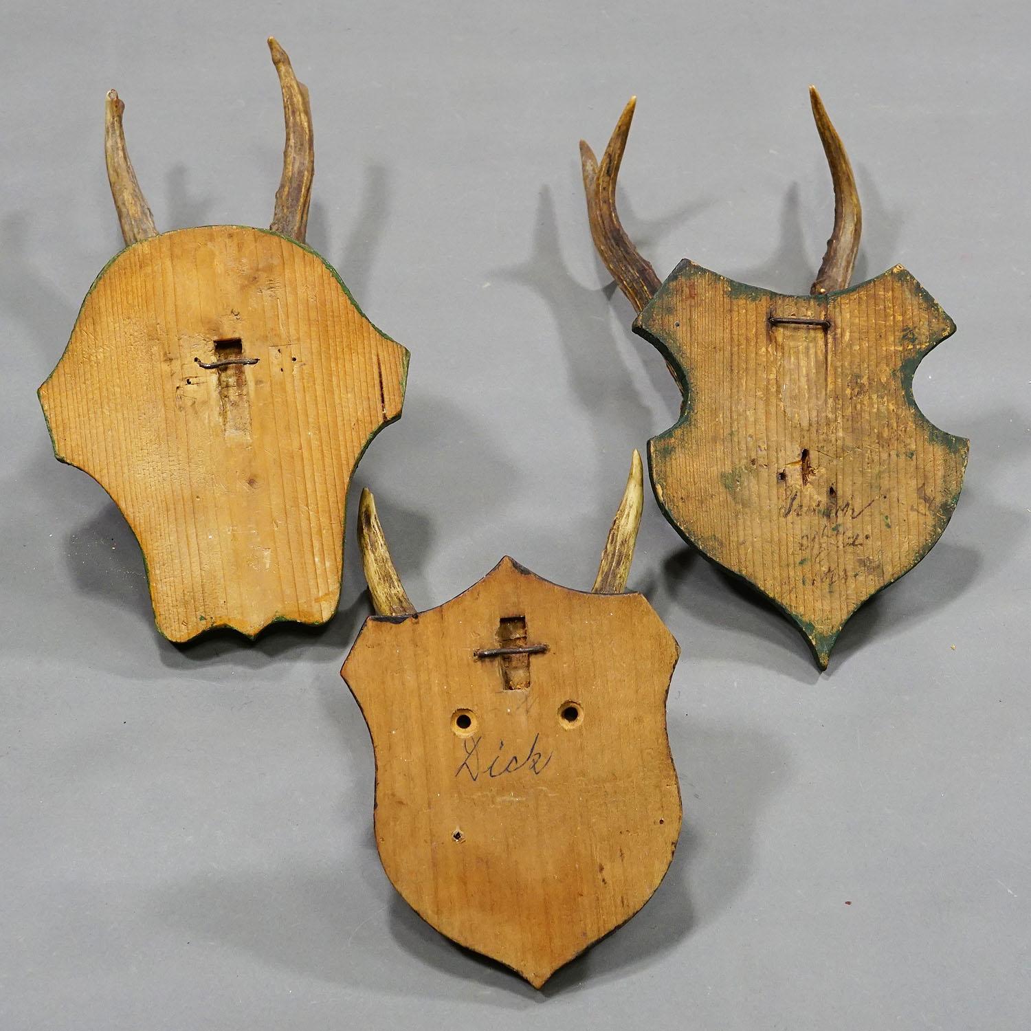 Six trophées de cerfs anciens sur plaques en bois, Allemagne, vers 1910 en vente 1