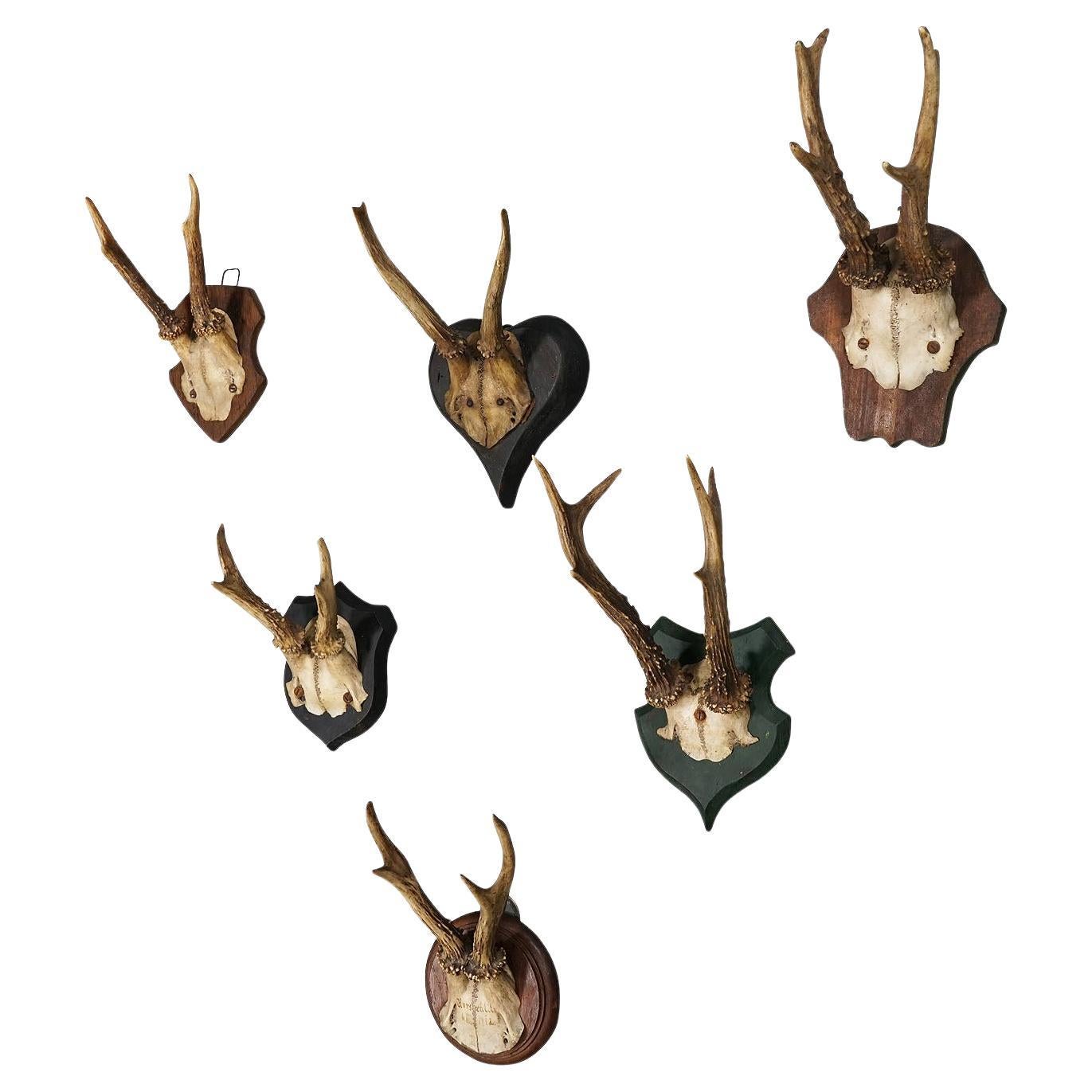 Six trophées de cerfs anciens sur plaques en bois, Allemagne, vers 1910 en vente