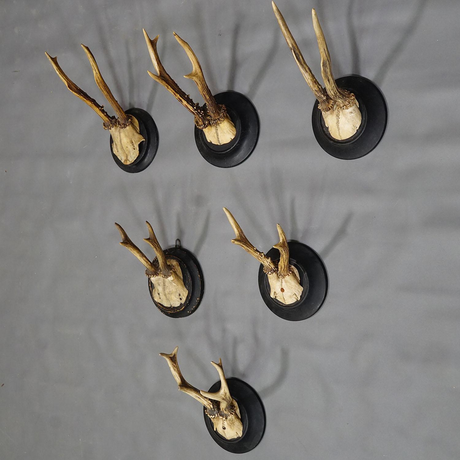 Seis Trofeos Antiguos de Ciervo en Placas de Madera, Alemania ca. 1930 Rústico en venta