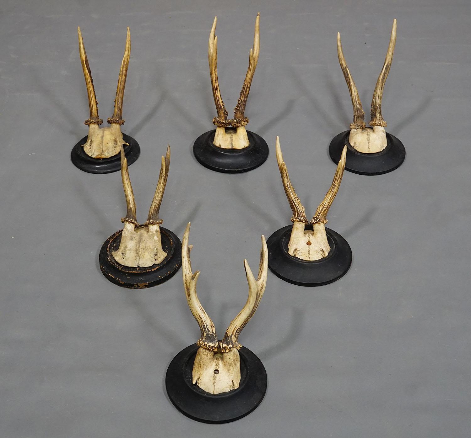Allemand Six trophées de cerfs anciens sur plaques en bois, Allemagne, vers les années 1930 en vente