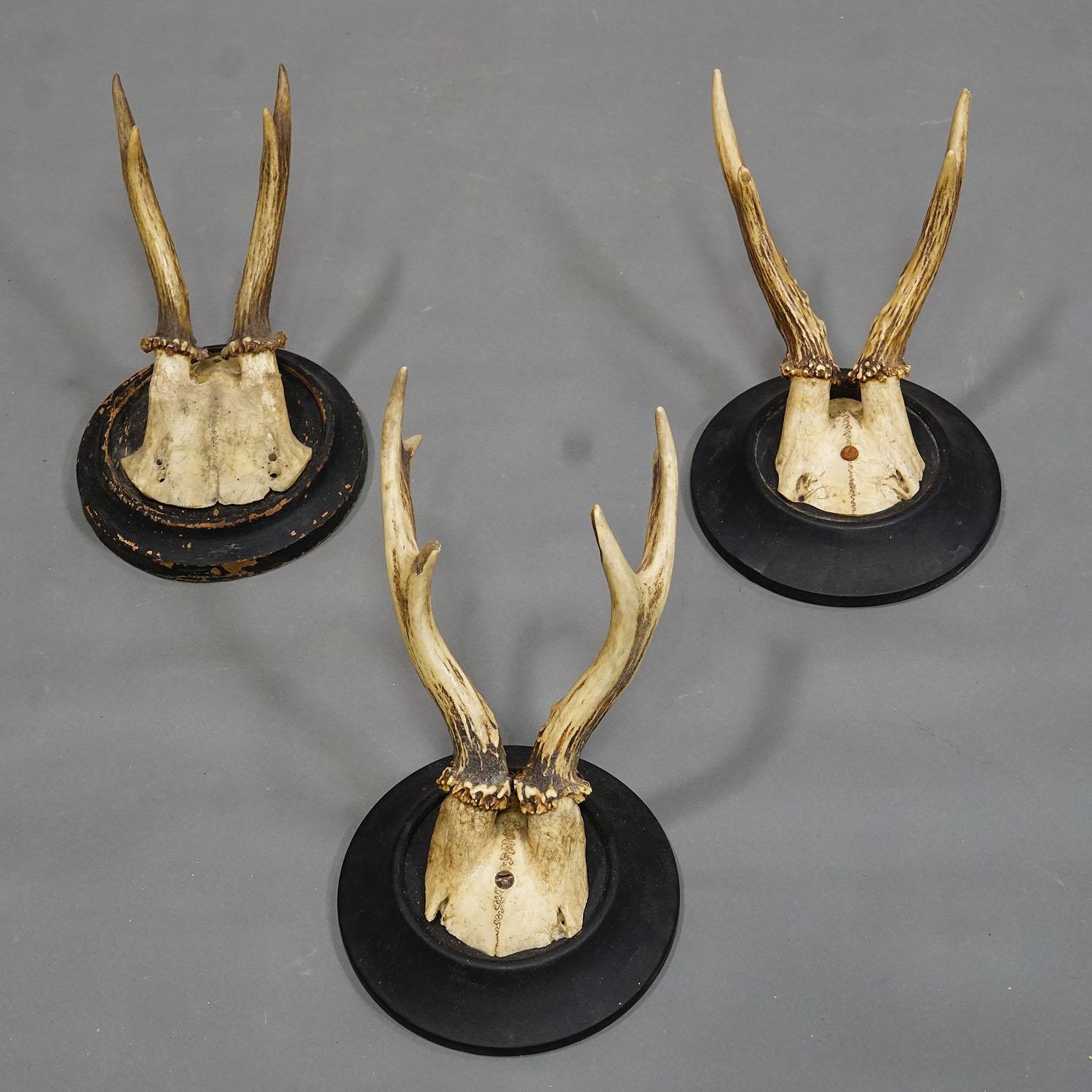 20th Century Six Antique Deer Trophies on Wooden Plaques, Germany ca. 1930s For Sale