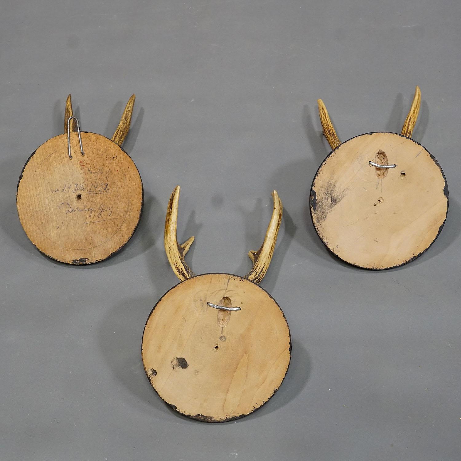 20ième siècle Six trophées de cerfs anciens sur plaques en bois, Allemagne, vers les années 1930 en vente