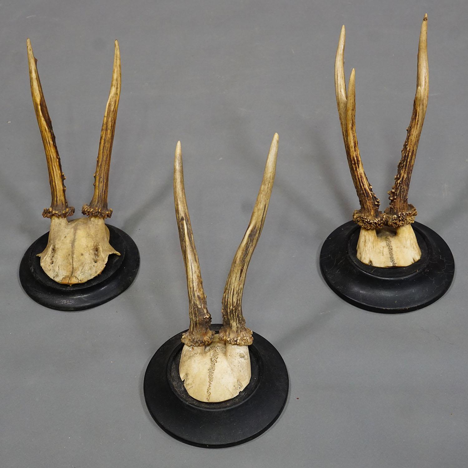 Bois cerf Six trophées de cerfs anciens sur plaques en bois, Allemagne, vers les années 1930 en vente