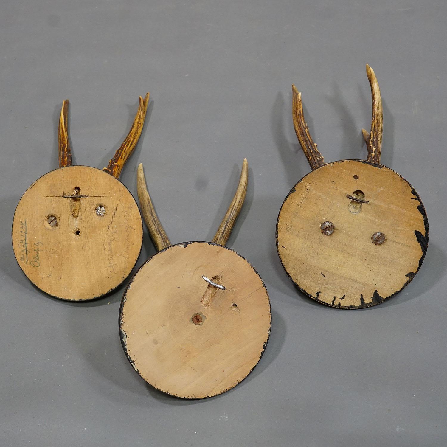 Six trophées de cerfs anciens sur plaques en bois, Allemagne, vers les années 1930 en vente 1