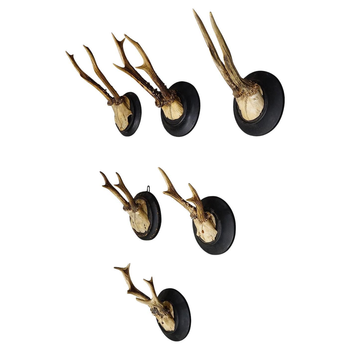 Six Antique Deer Trophies on Wooden Plaques, Germany ca. 1930s For Sale