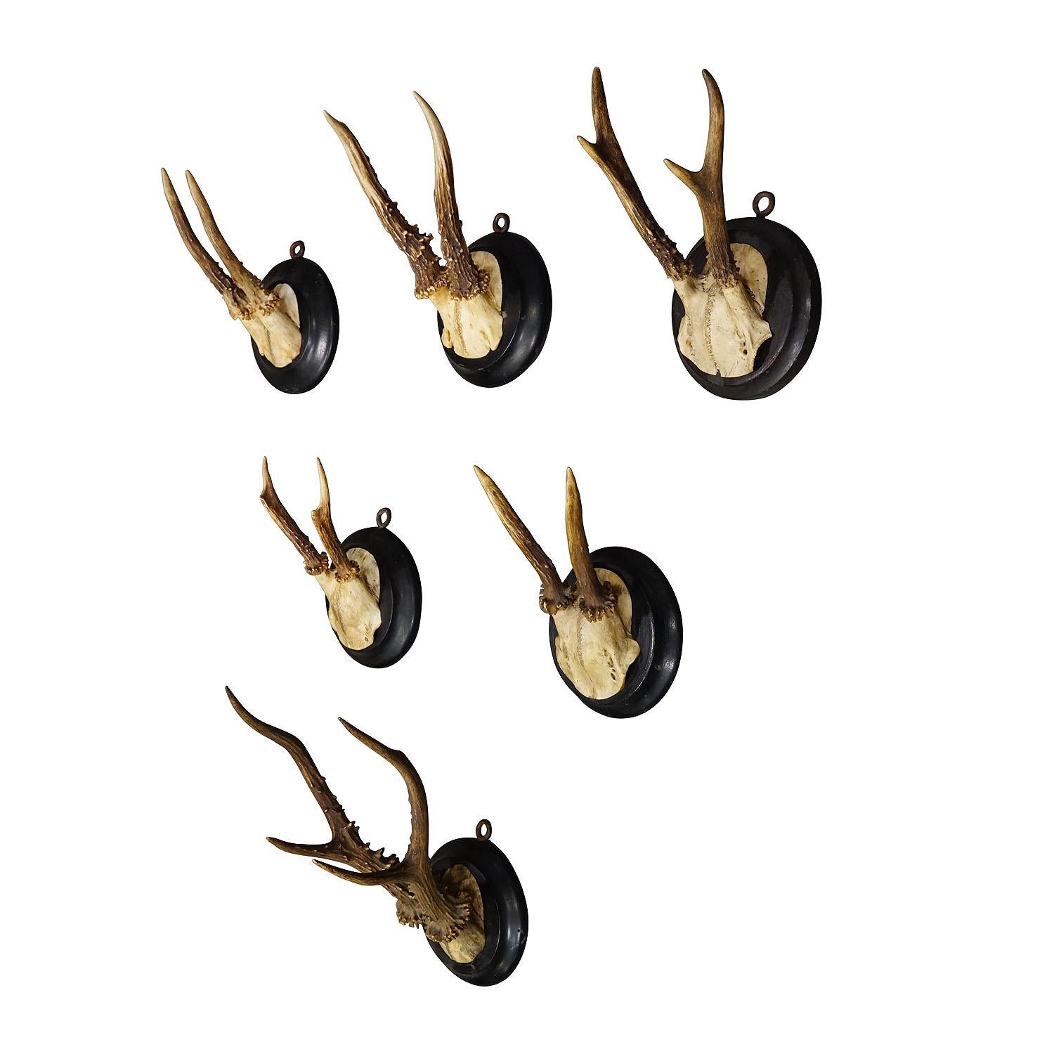 Six Antique deer trophies on wooden plaques Germany ca. 1940s

A set of six antique Black Forest deer trophies on turned wooden plaques with black finish. Some with handwritten inscription on the back of the plaque featuring place and date of the