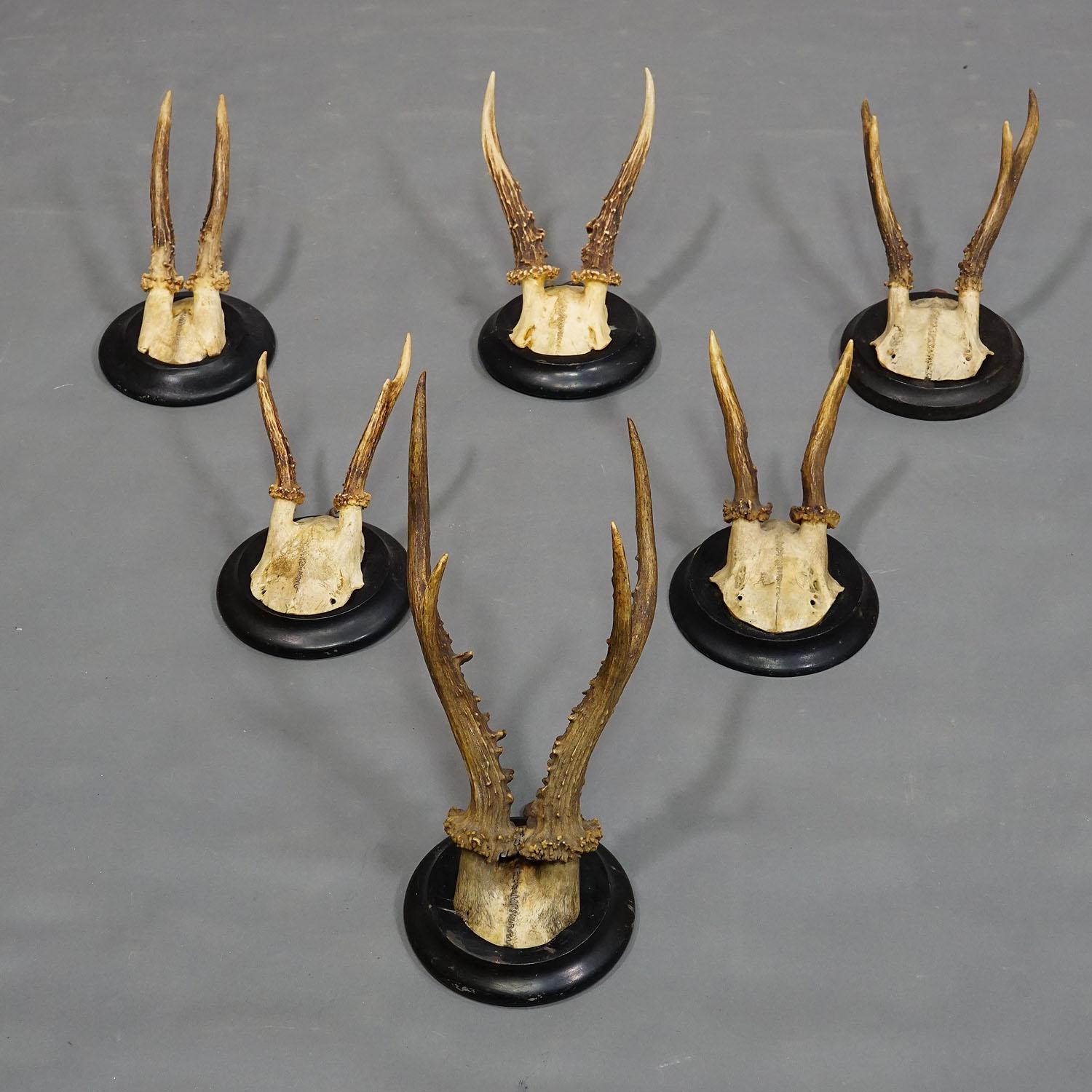Hand-Carved Six Antique Deer Trophies on Wooden Plaques Germany ca. 1940s For Sale
