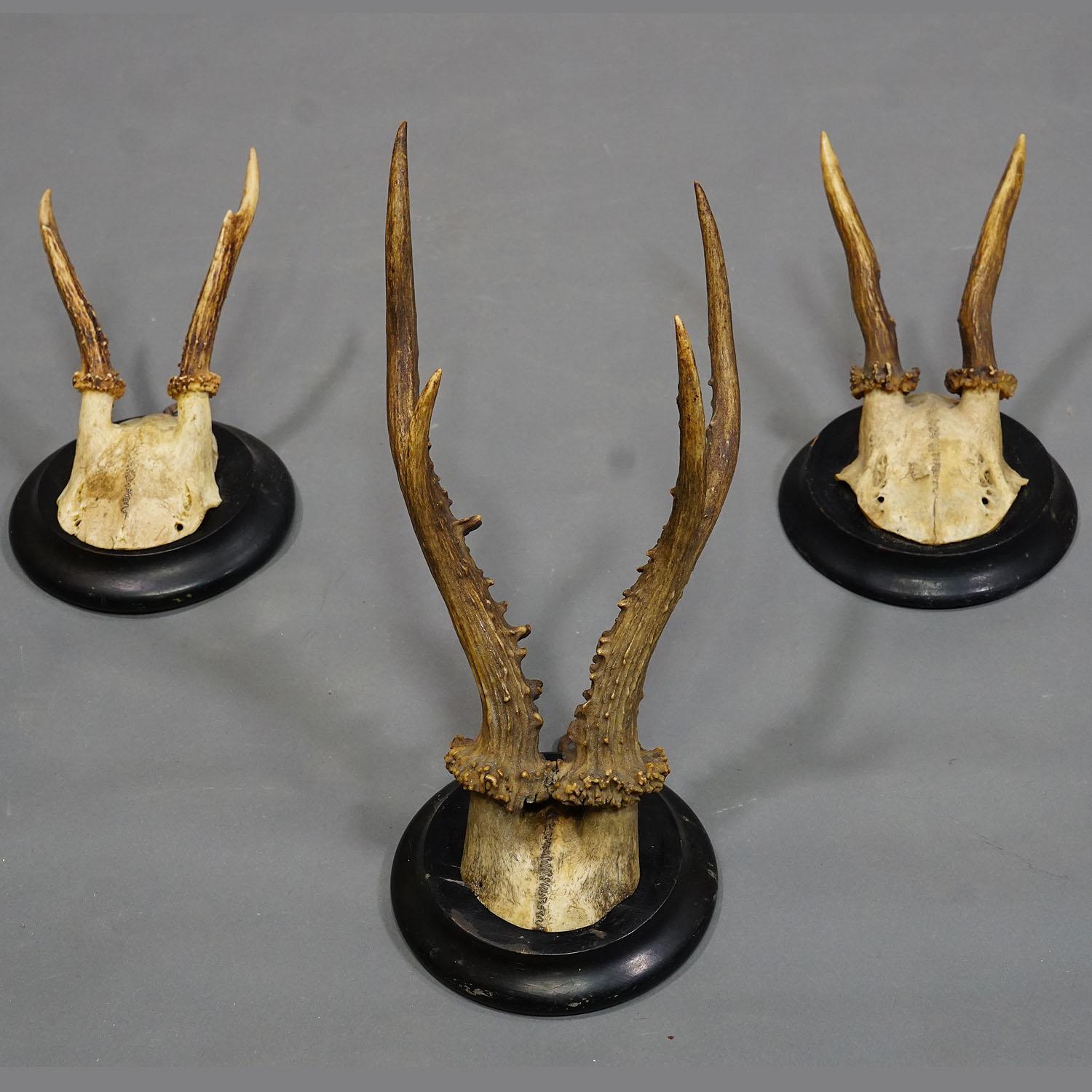 Six Antique Deer Trophies on Wooden Plaques Germany ca. 1940s In Good Condition For Sale In Berghuelen, DE