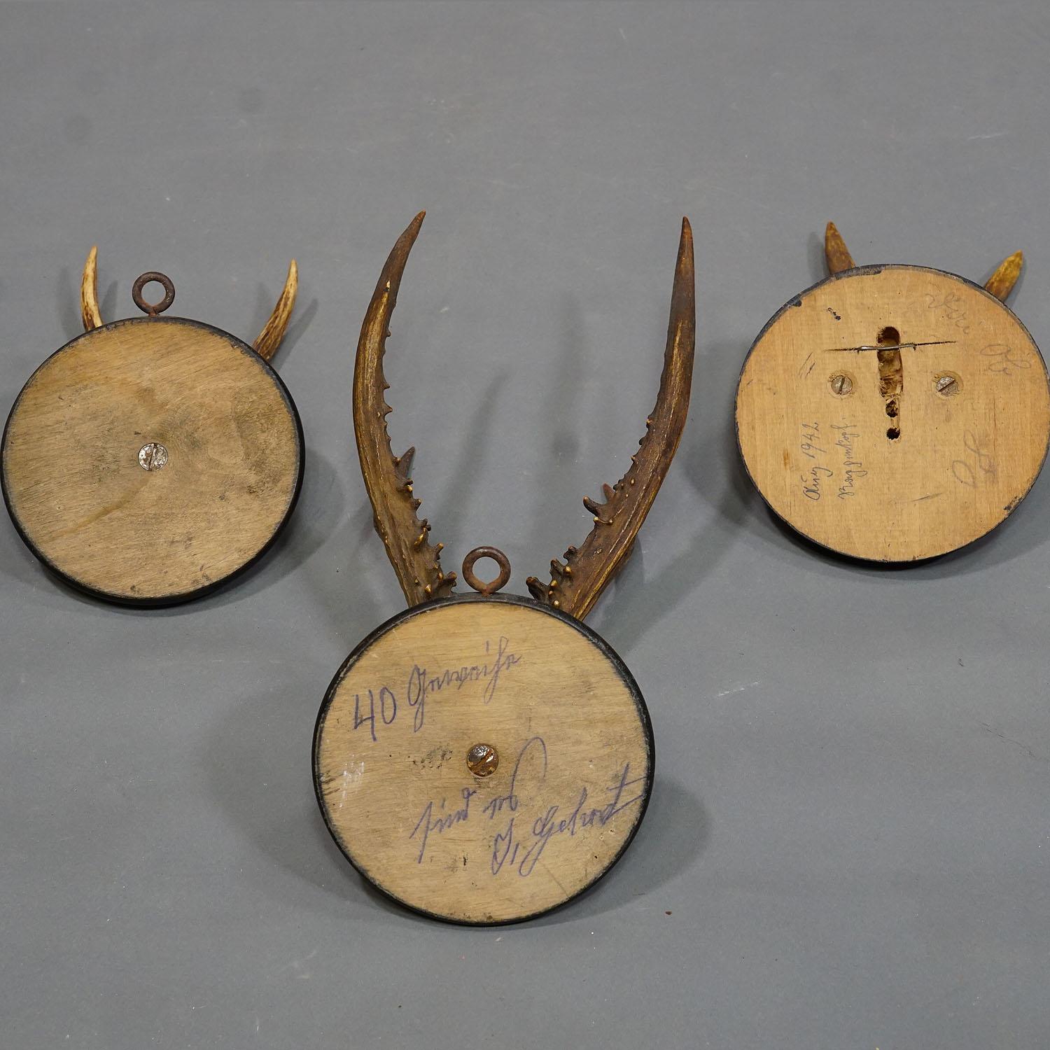 20th Century Six Antique Deer Trophies on Wooden Plaques Germany ca. 1940s For Sale