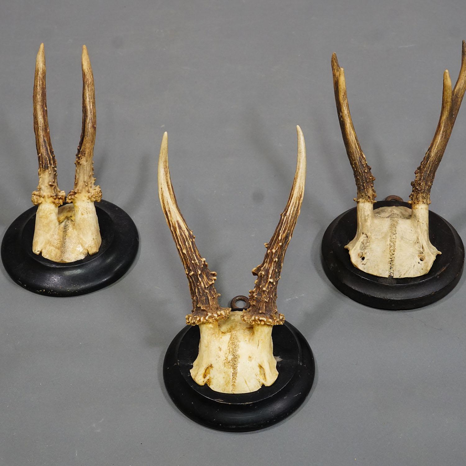 Antler Six Antique Deer Trophies on Wooden Plaques Germany ca. 1940s For Sale