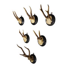 Six Antique Deer Trophies on Wooden Plaques Germany ca. 1940s