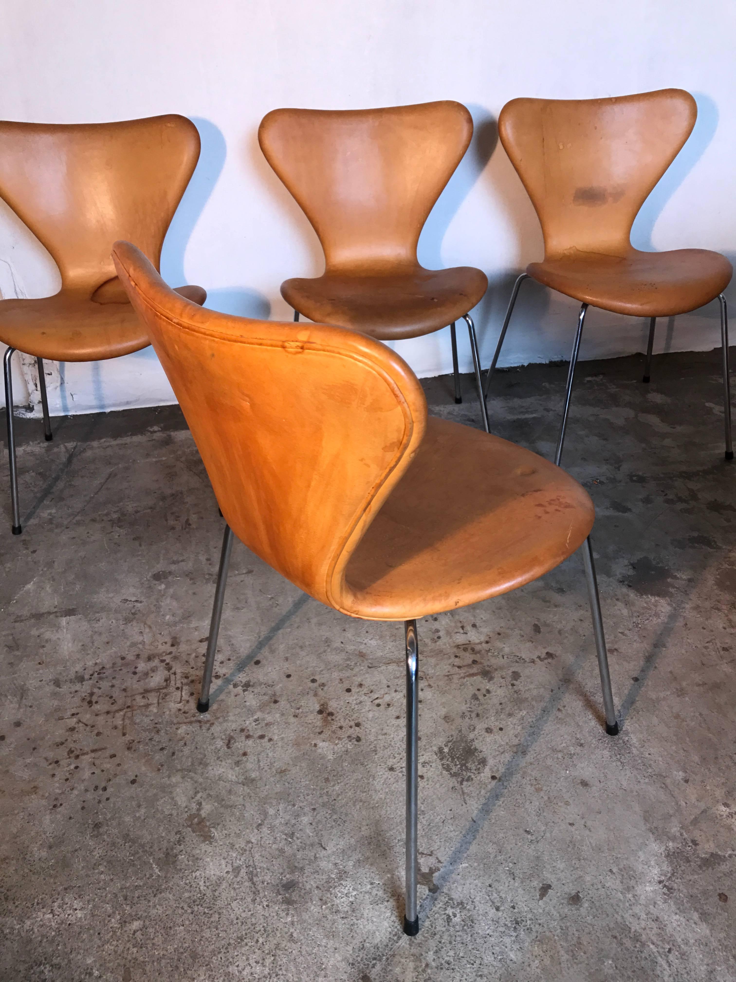 Beautiful Classic design set of six chairs; the so called Butterfly chairs from designer Arne Jacobsen.
Produced in Denmark by Fritz Hansen in the 1950s.
This particular set of six is really great because of the rare and beautiful natural leather