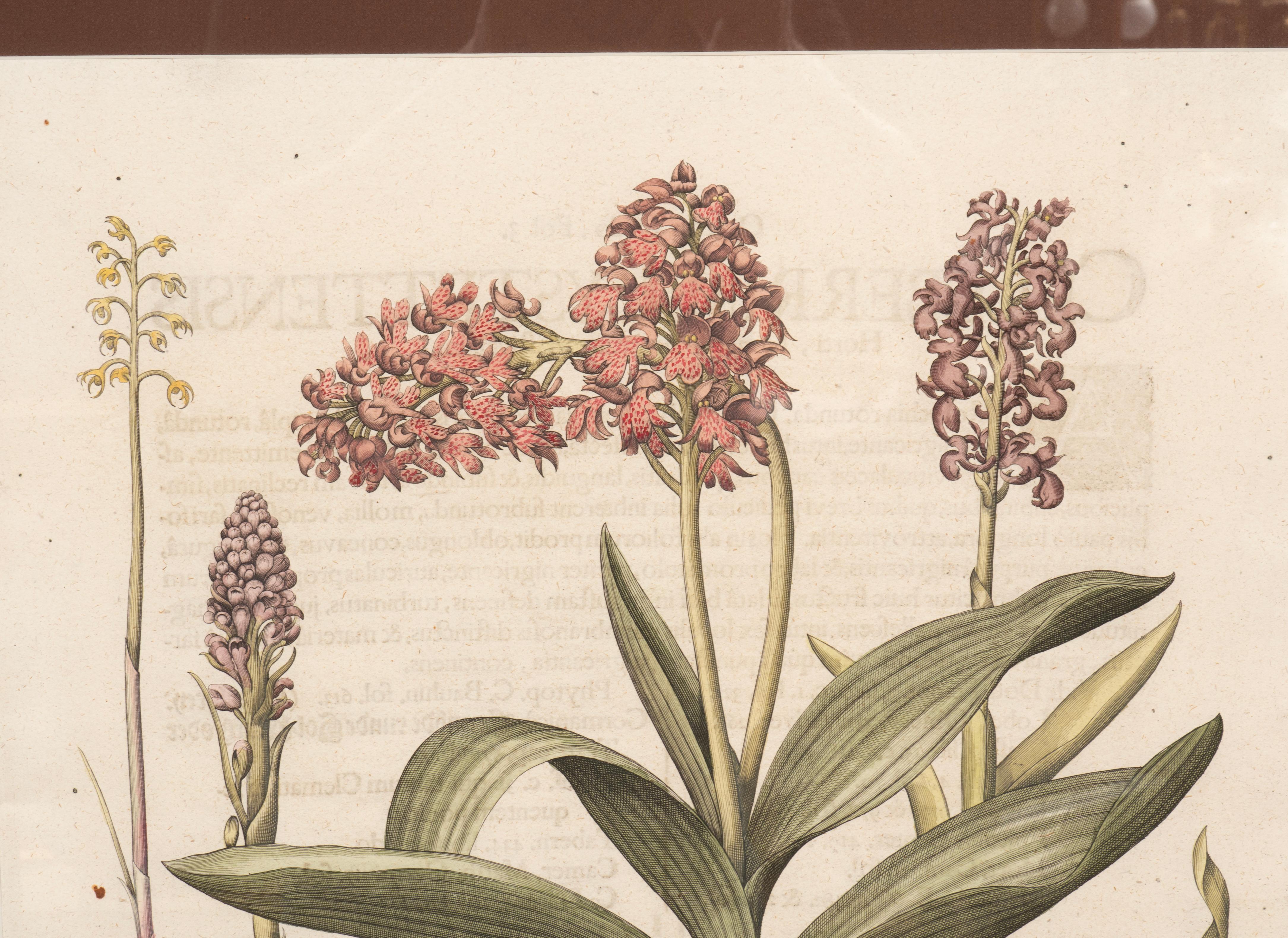 Sechs verschiedene gerahmte botanische Botanicals von Besler im Angebot 3