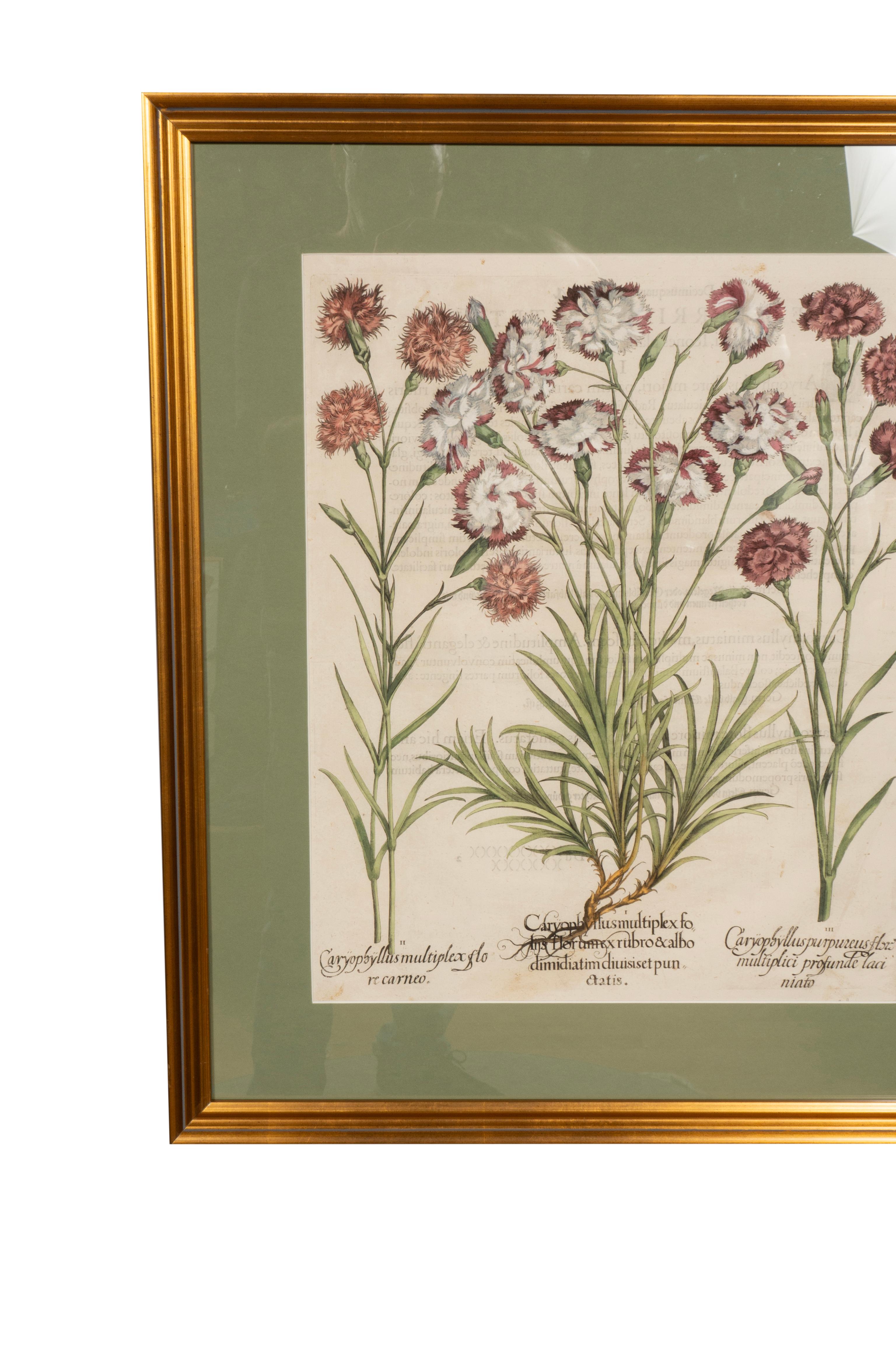 Sechs verschiedene gerahmte botanische Botanicals von Besler im Angebot 5