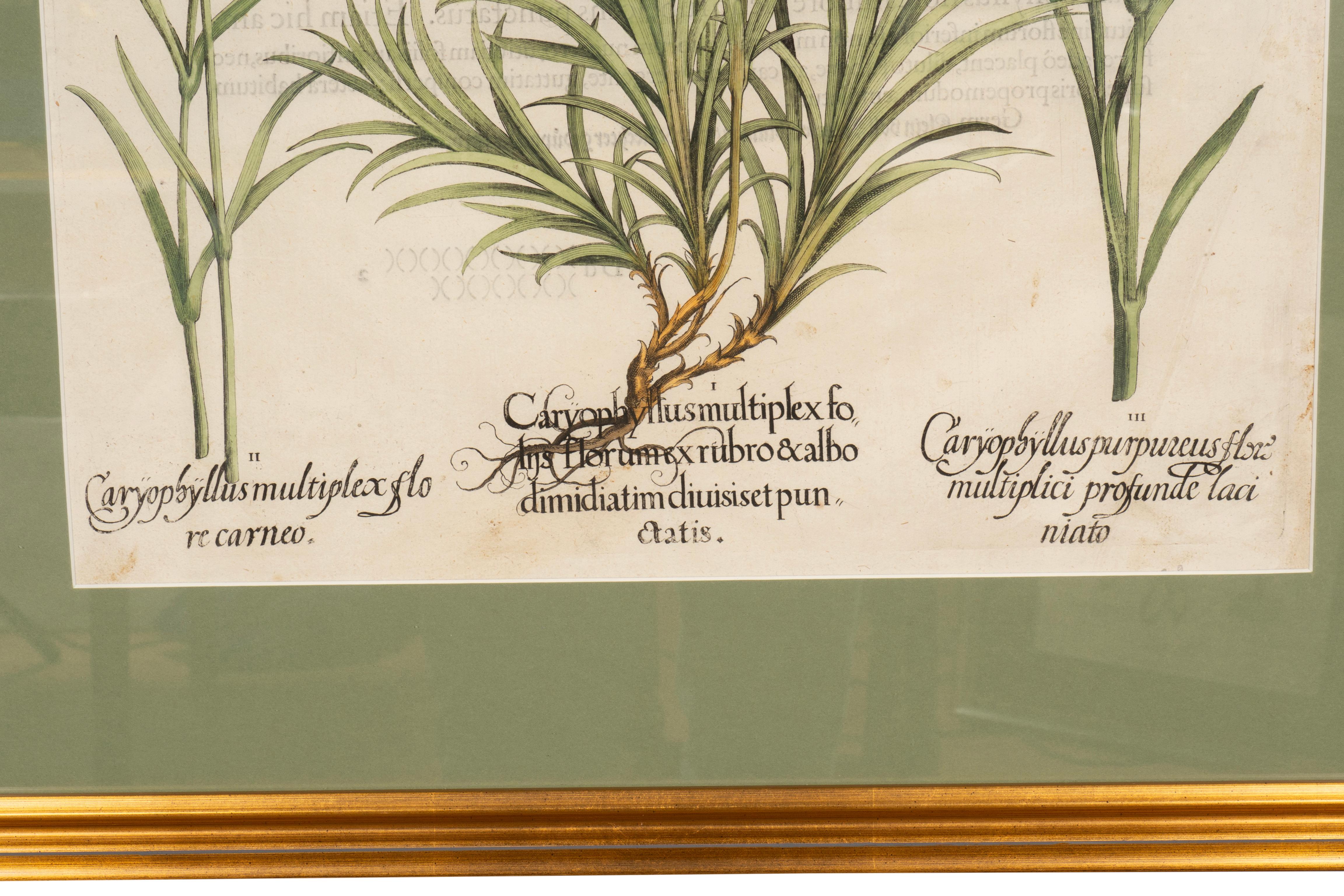 Sechs verschiedene gerahmte botanische Botanicals von Besler im Angebot 7