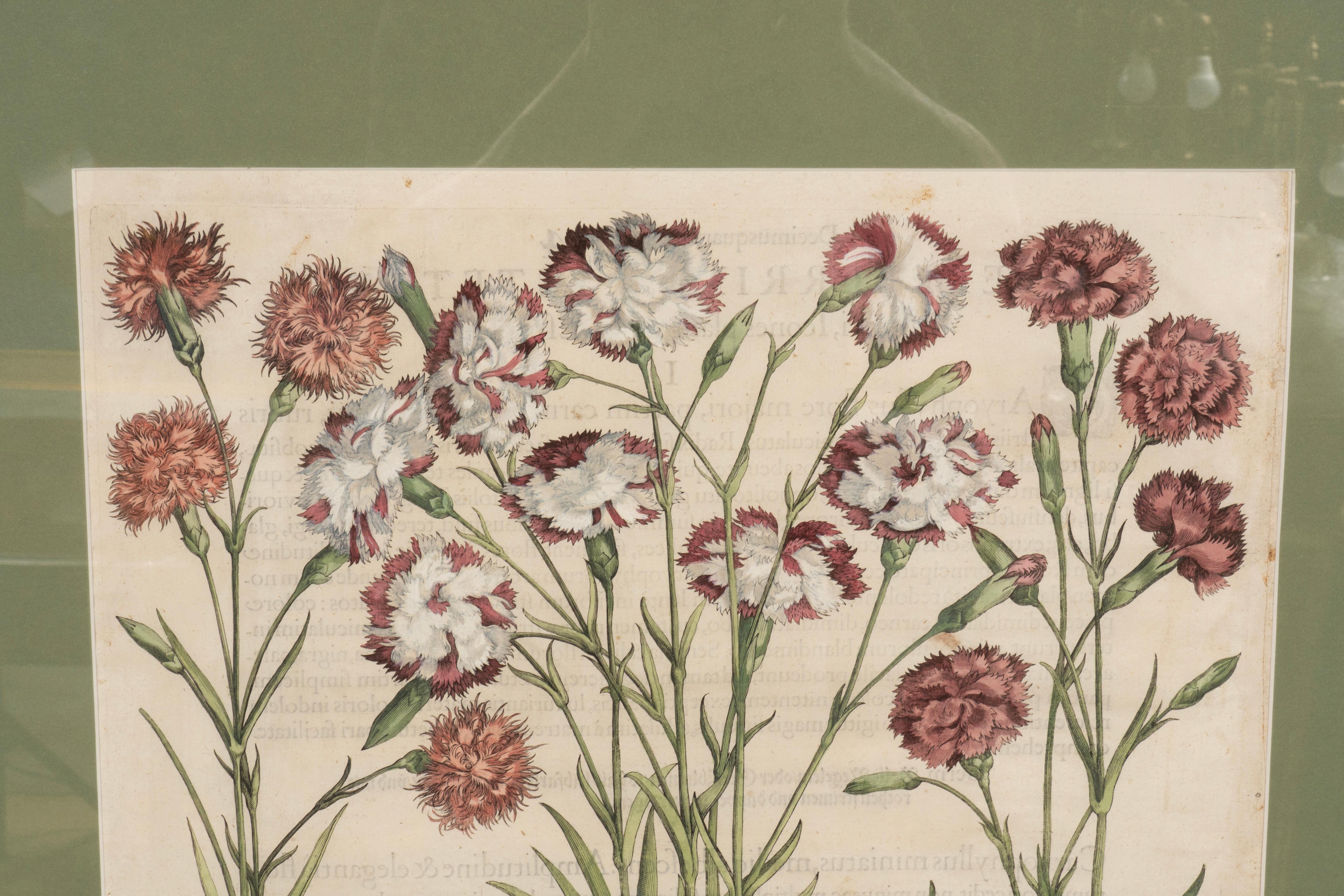 Sechs verschiedene gerahmte botanische Botanicals von Besler im Angebot 8