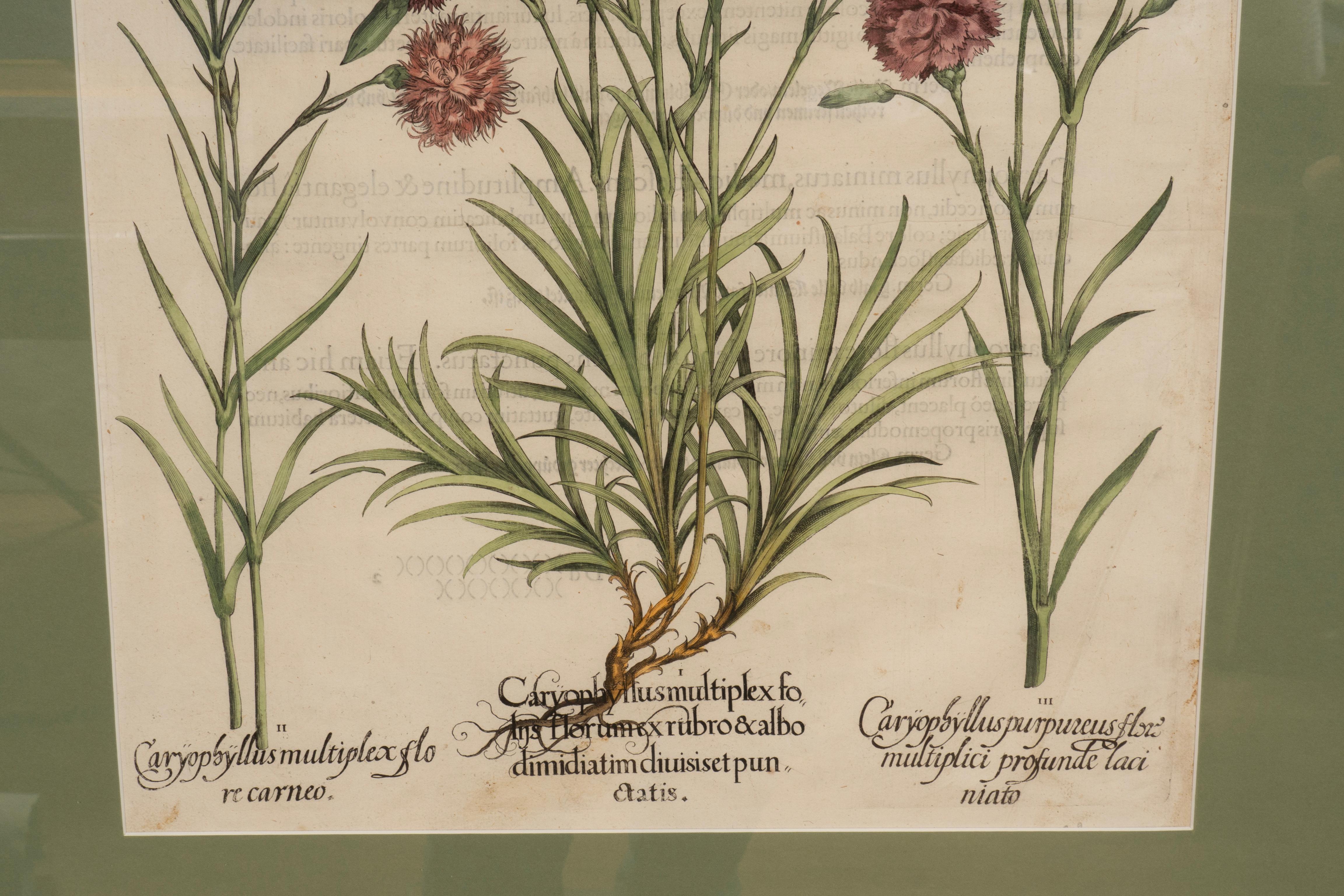Sechs verschiedene gerahmte botanische Botanicals von Besler im Angebot 9