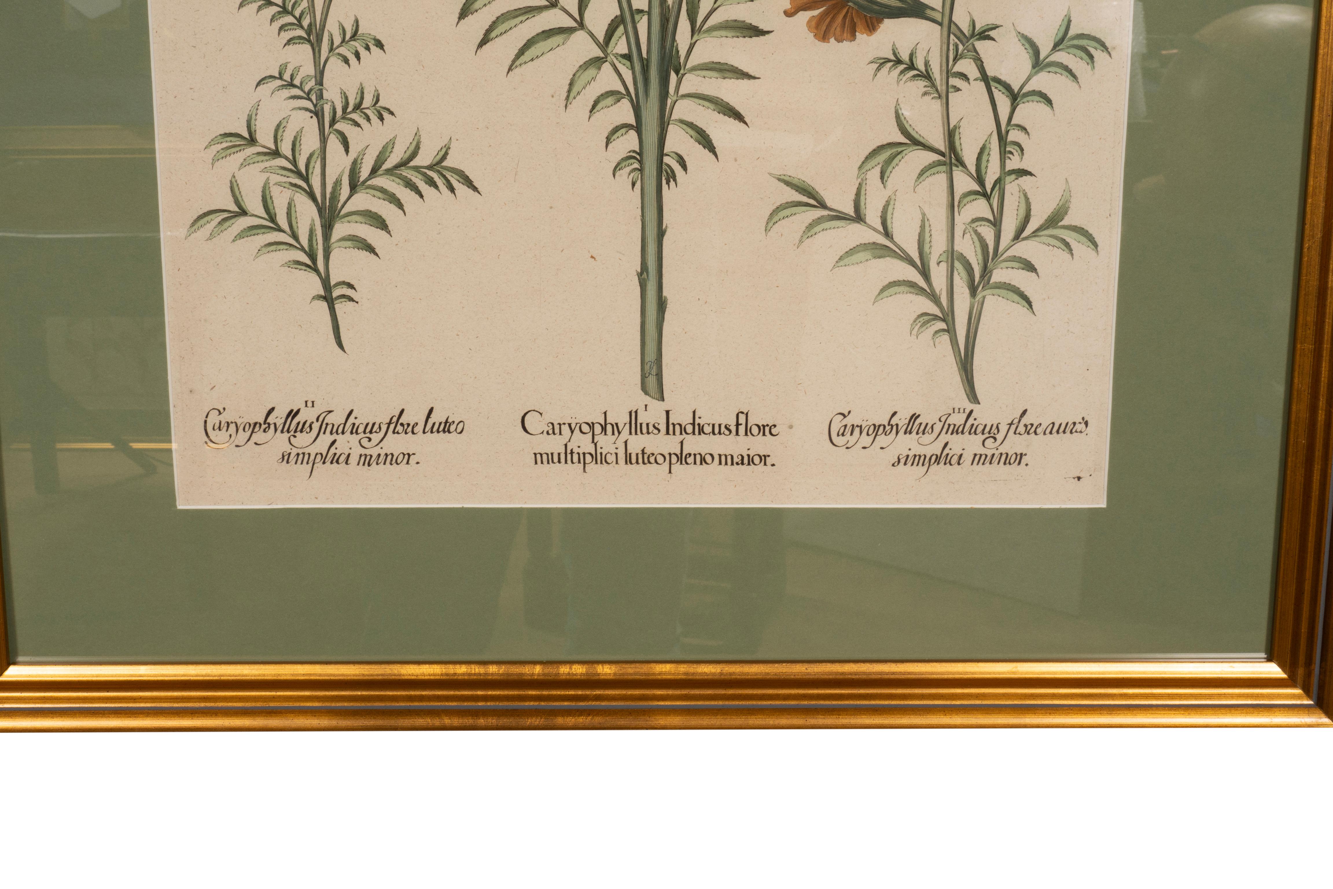 Sechs verschiedene gerahmte botanische Botanicals von Besler im Angebot 10