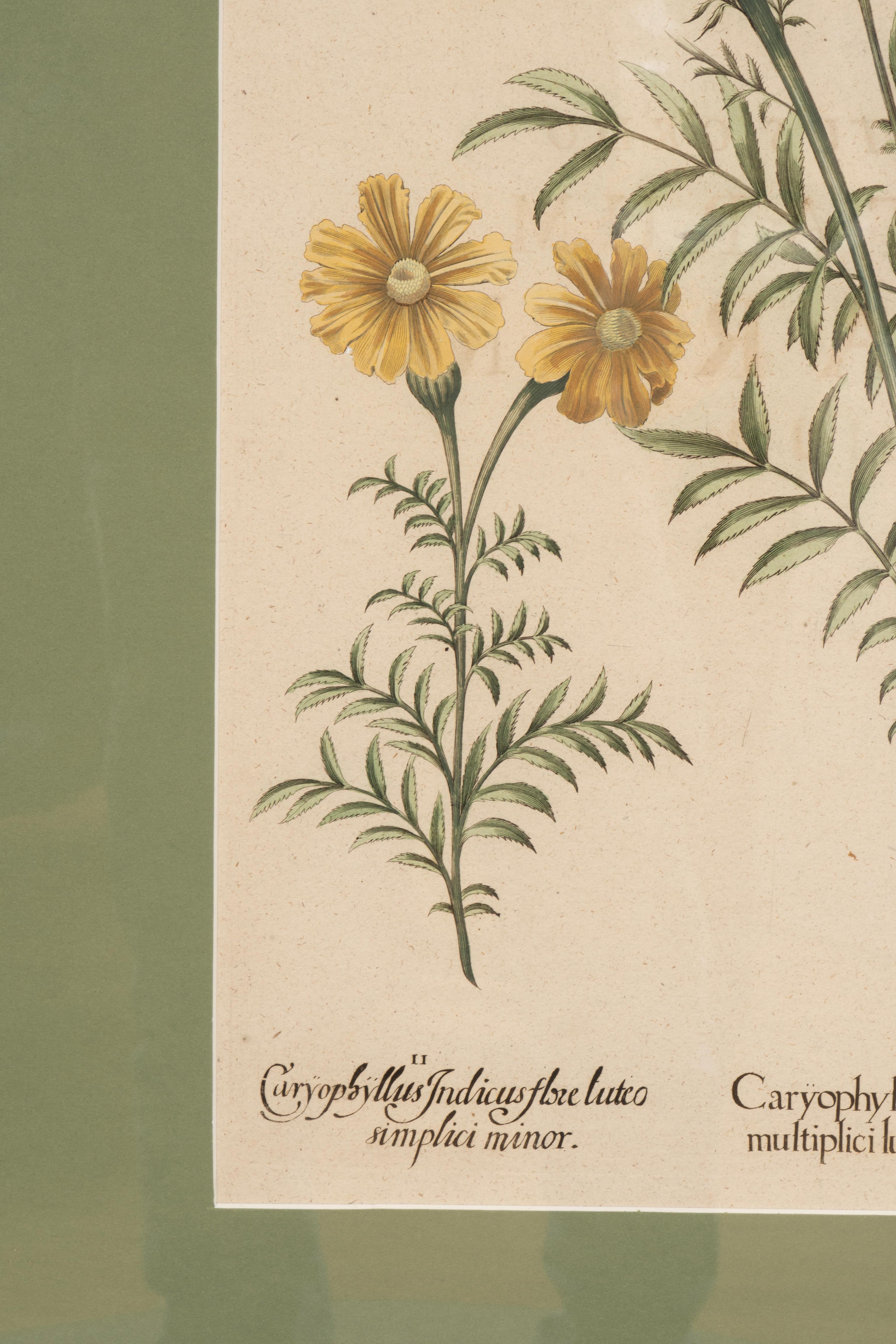 Sechs verschiedene gerahmte botanische Botanicals von Besler im Angebot 11