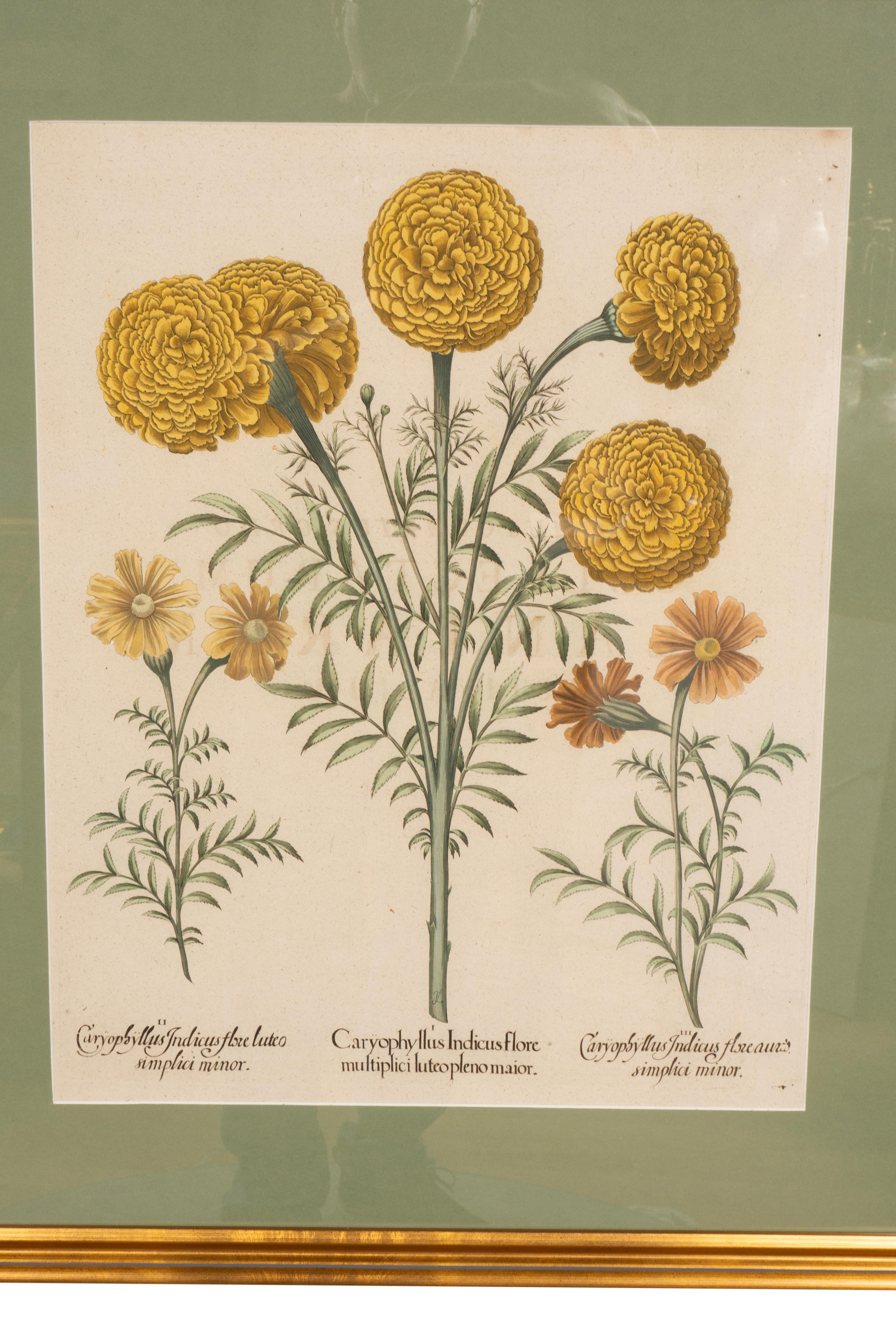 Sechs verschiedene gerahmte botanische Botanicals von Besler im Angebot 12