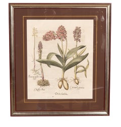 Six Assorted Framed Botanicals By Besler