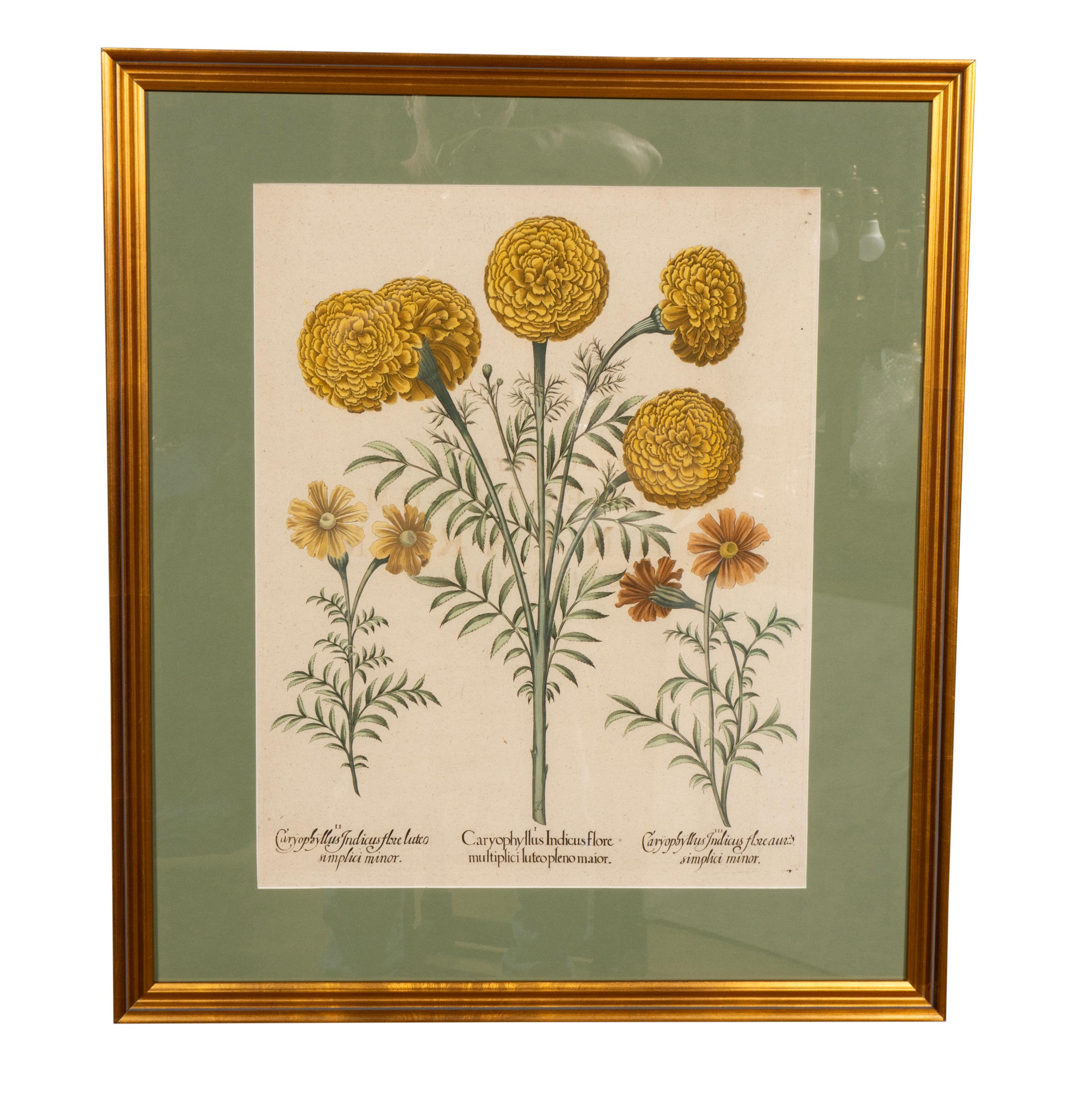 Sechs verschiedene gerahmte botanische Botanicals von Besler (Deutsch) im Angebot