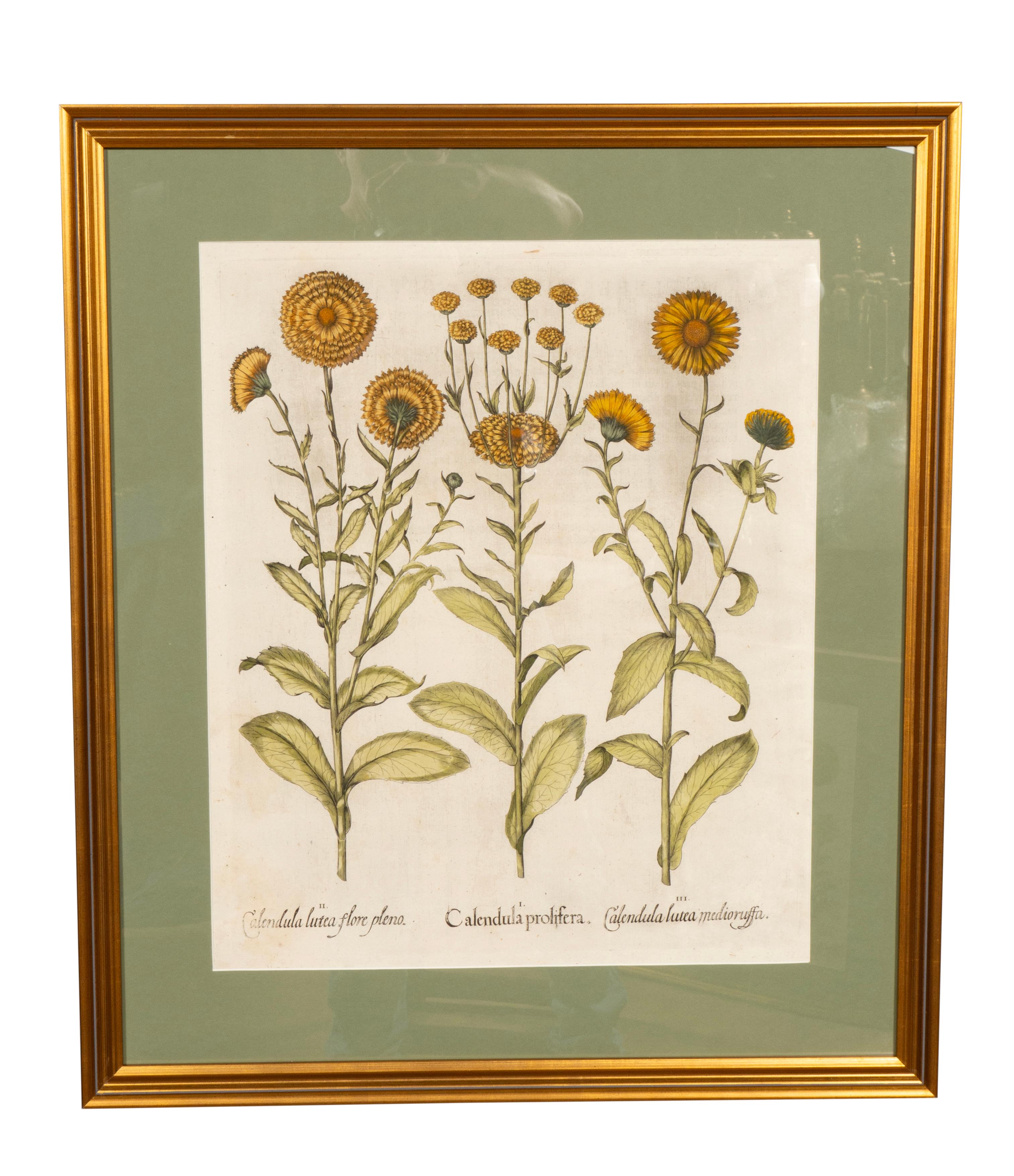 Sechs verschiedene gerahmte botanische Botanicals von Besler im Zustand „Gut“ im Angebot in Essex, MA