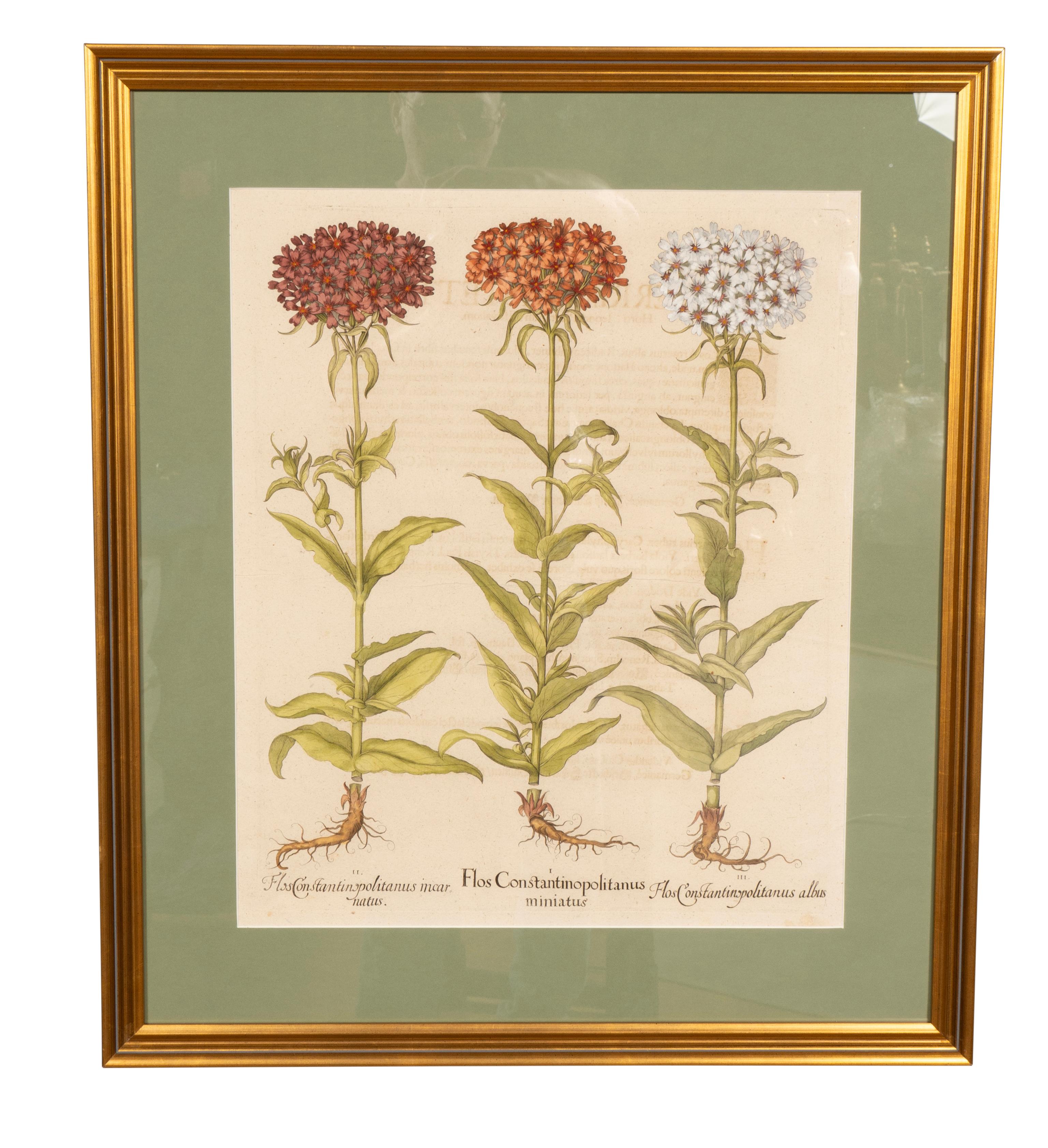 Sechs verschiedene gerahmte botanische Botanicals von Besler (Mitte 17. Jahrhundert) im Angebot