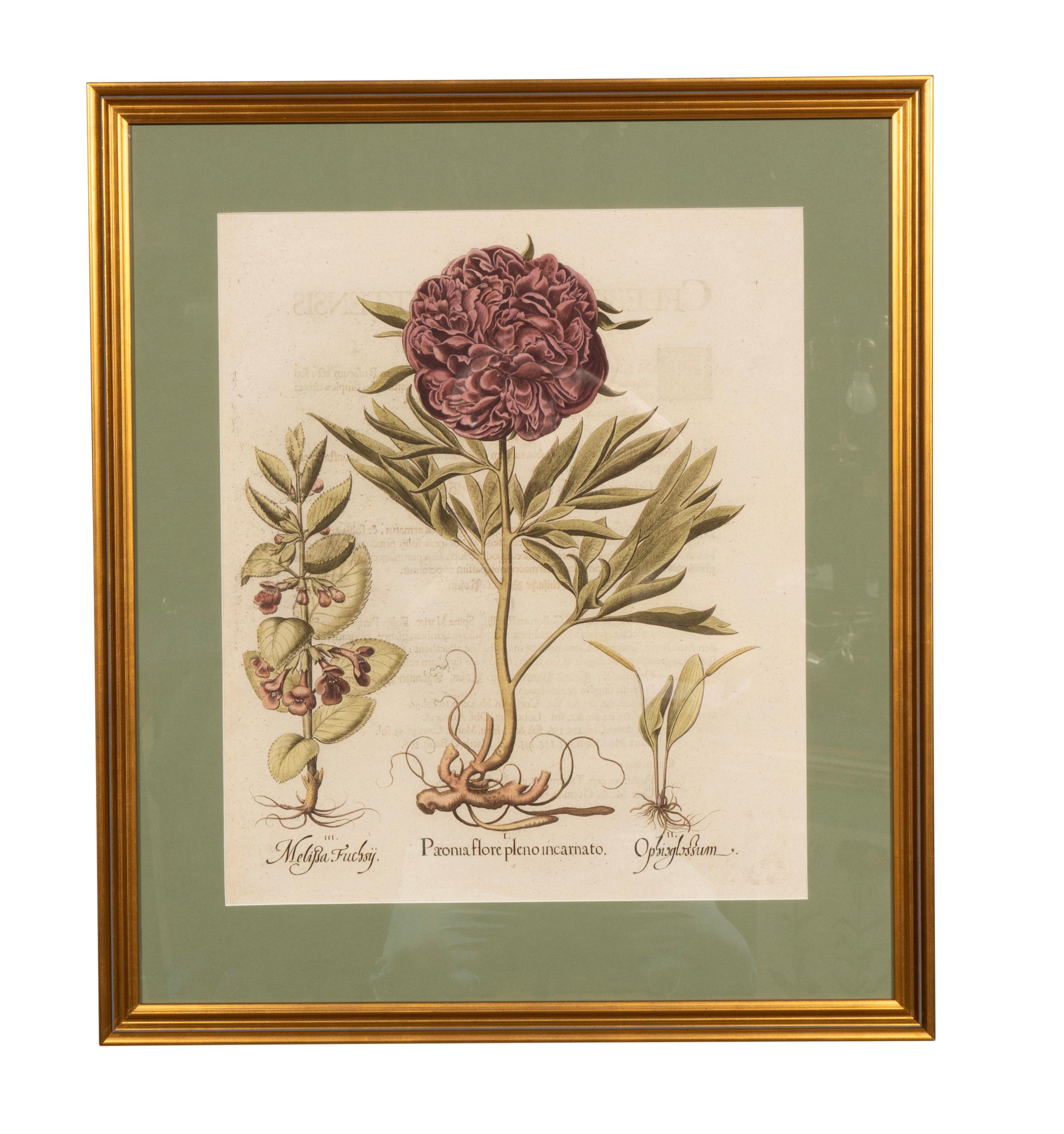 Sechs verschiedene gerahmte botanische Botanicals von Besler (Glas) im Angebot