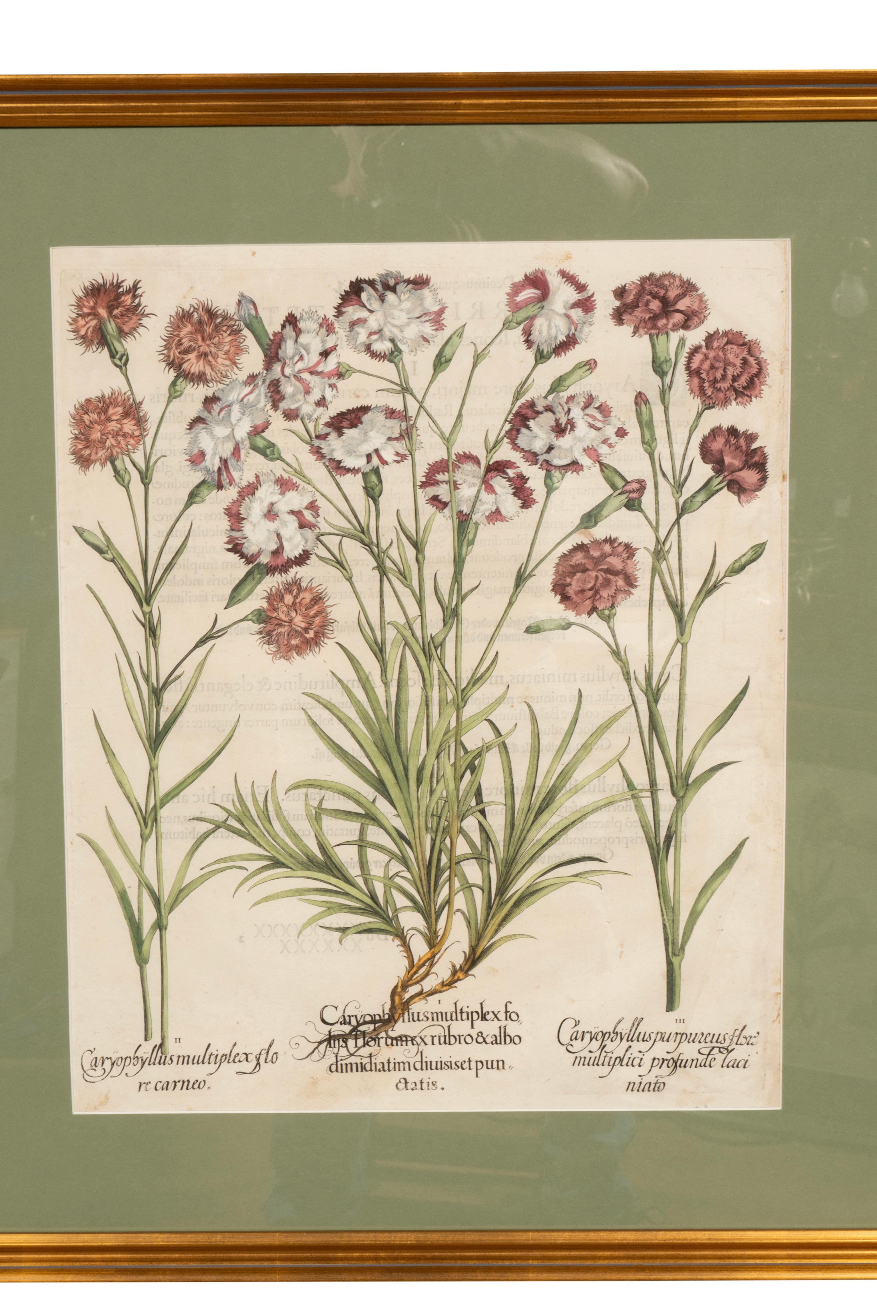 Sechs verschiedene gerahmte botanische Botanicals von Besler im Angebot 1