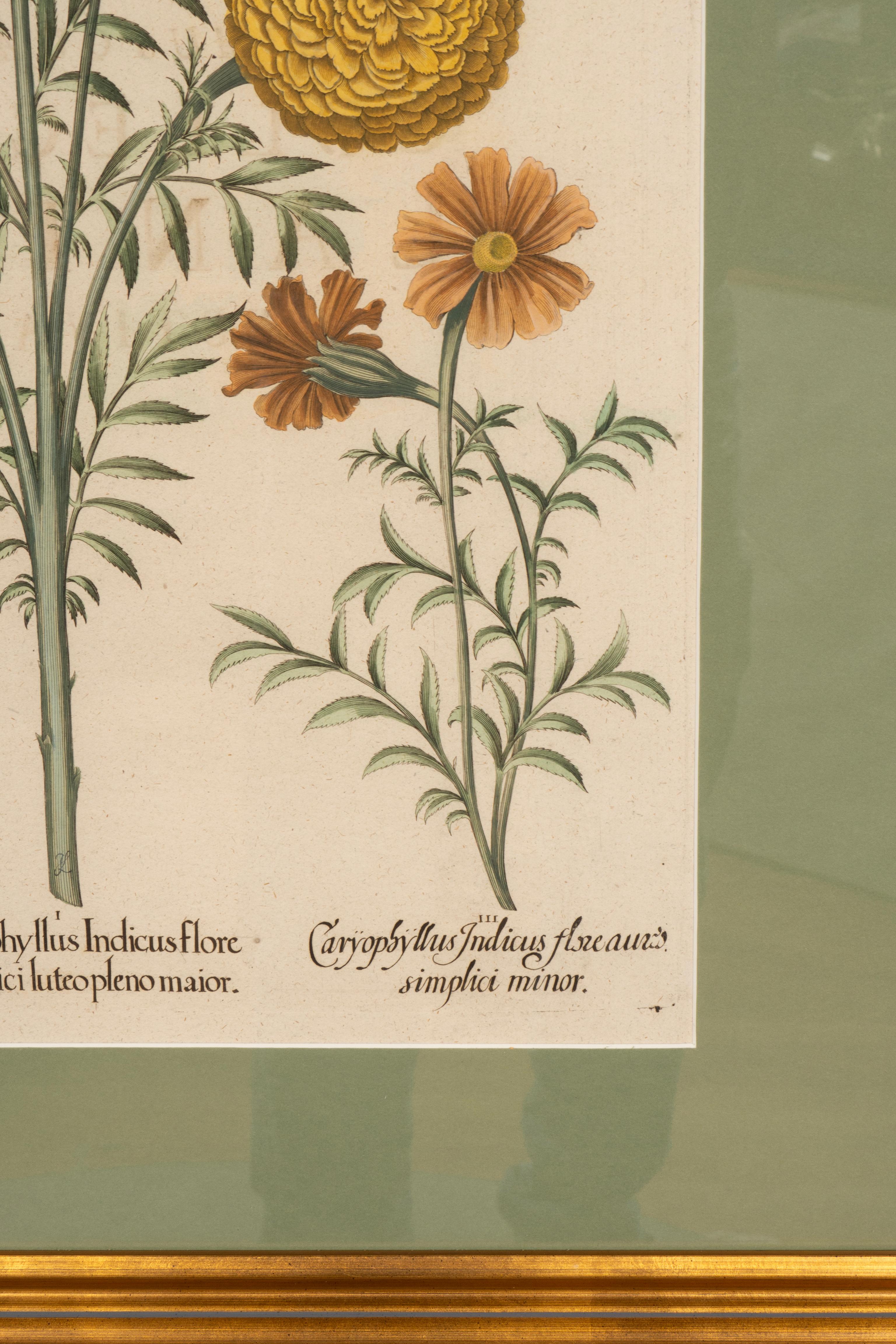 Sechs verschiedene gerahmte botanische Botanicals von Besler im Angebot 2