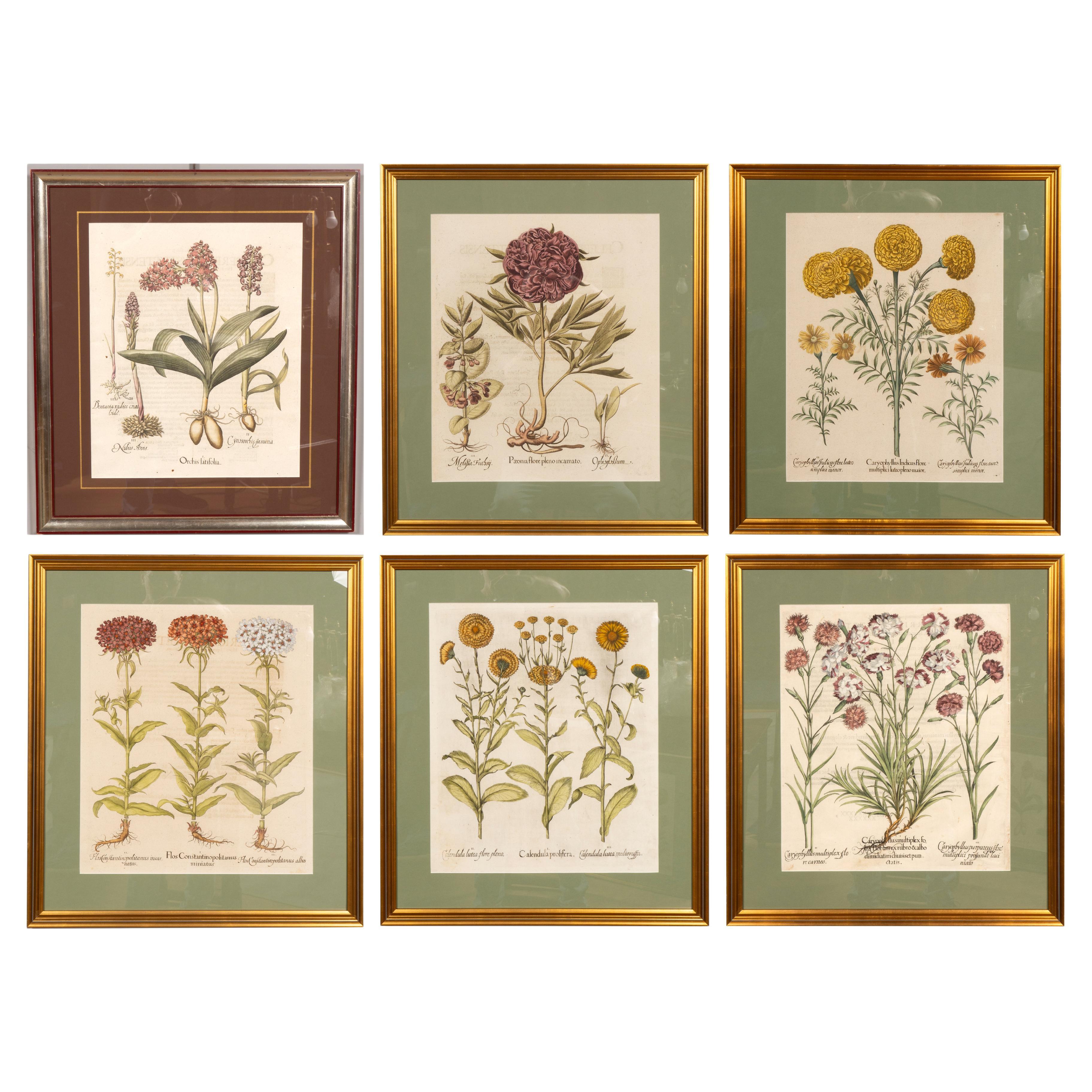 Sechs verschiedene gerahmte botanische Botanicals von Besler im Angebot