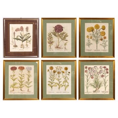 Antique Six Assorted Framed Botanicals By Besler